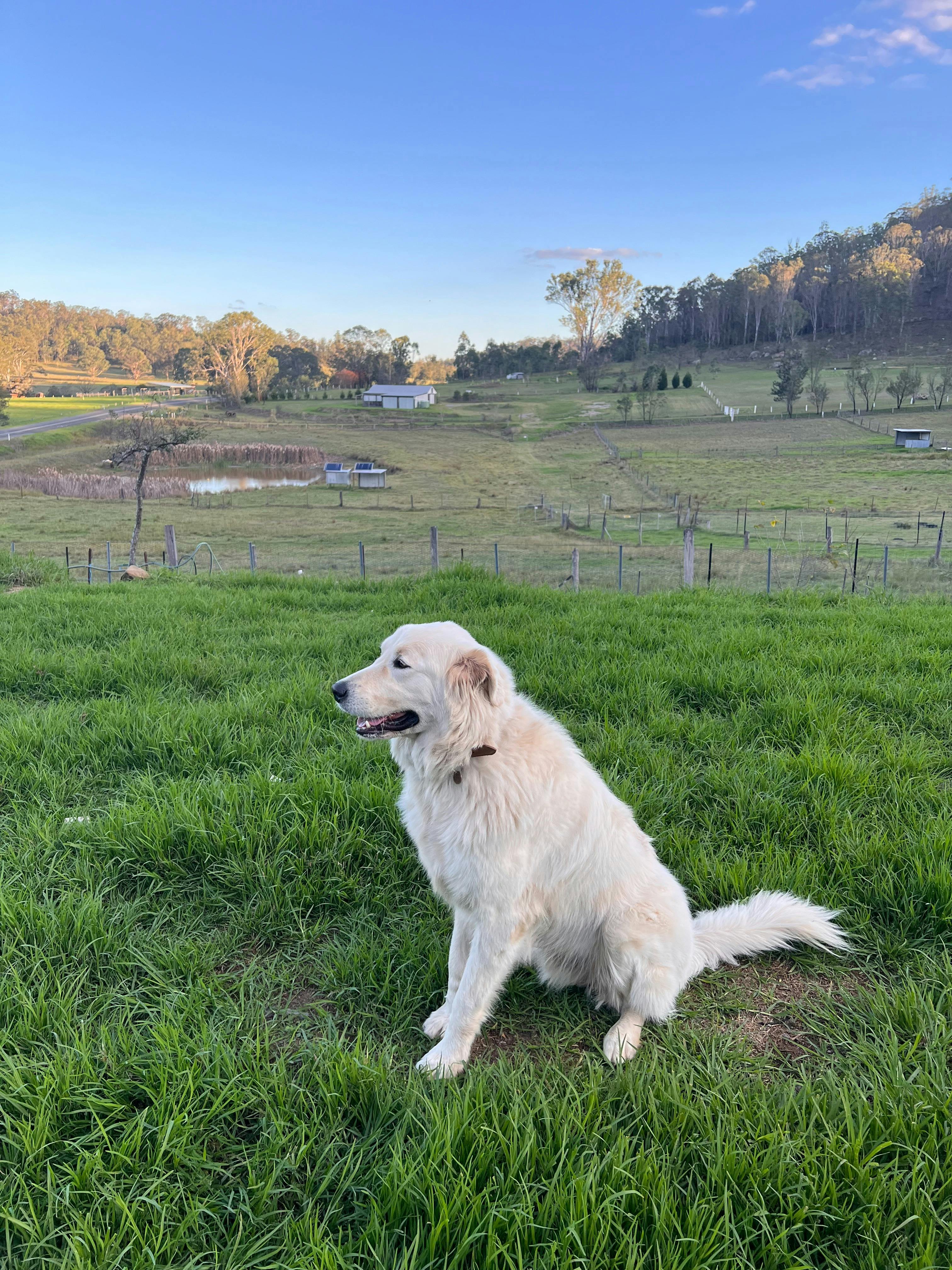 Maremma Sheep Dogs