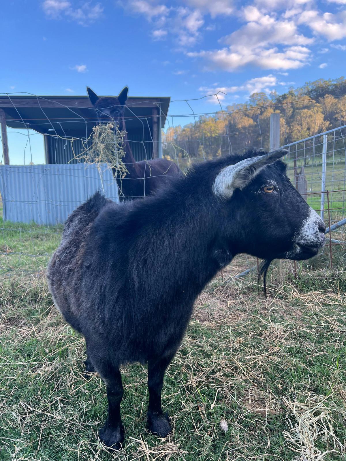 Mini Goats