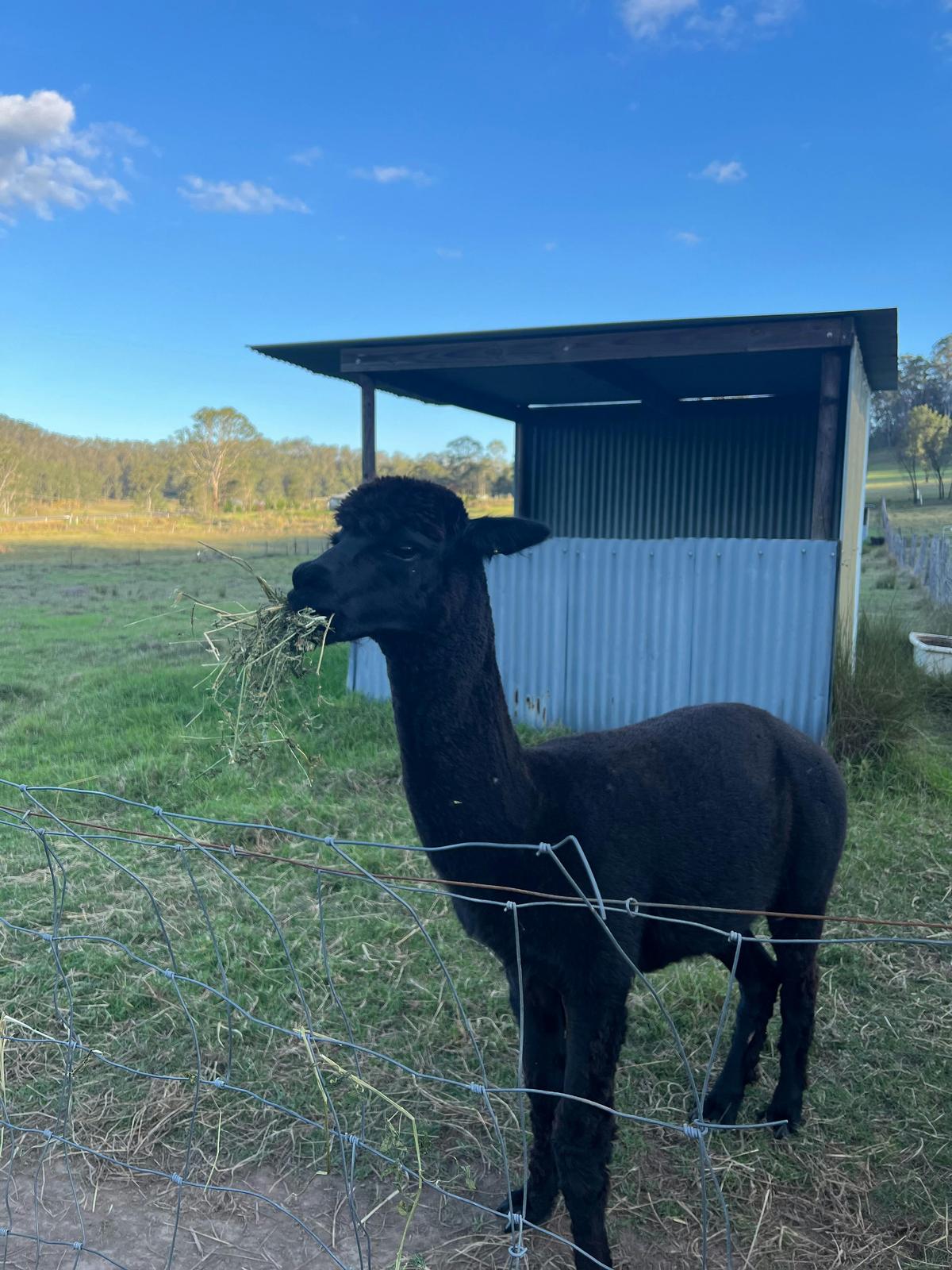 Alpacas