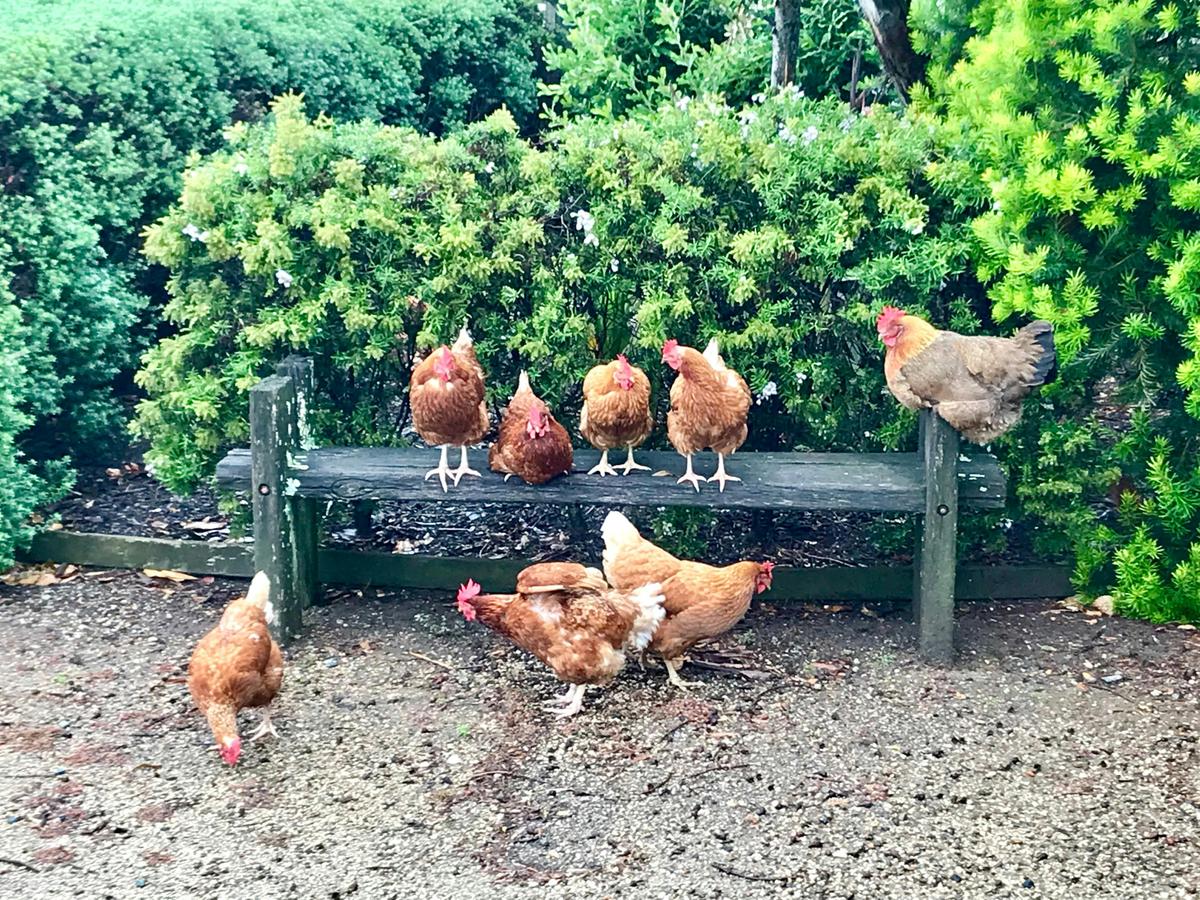 meet the Girls