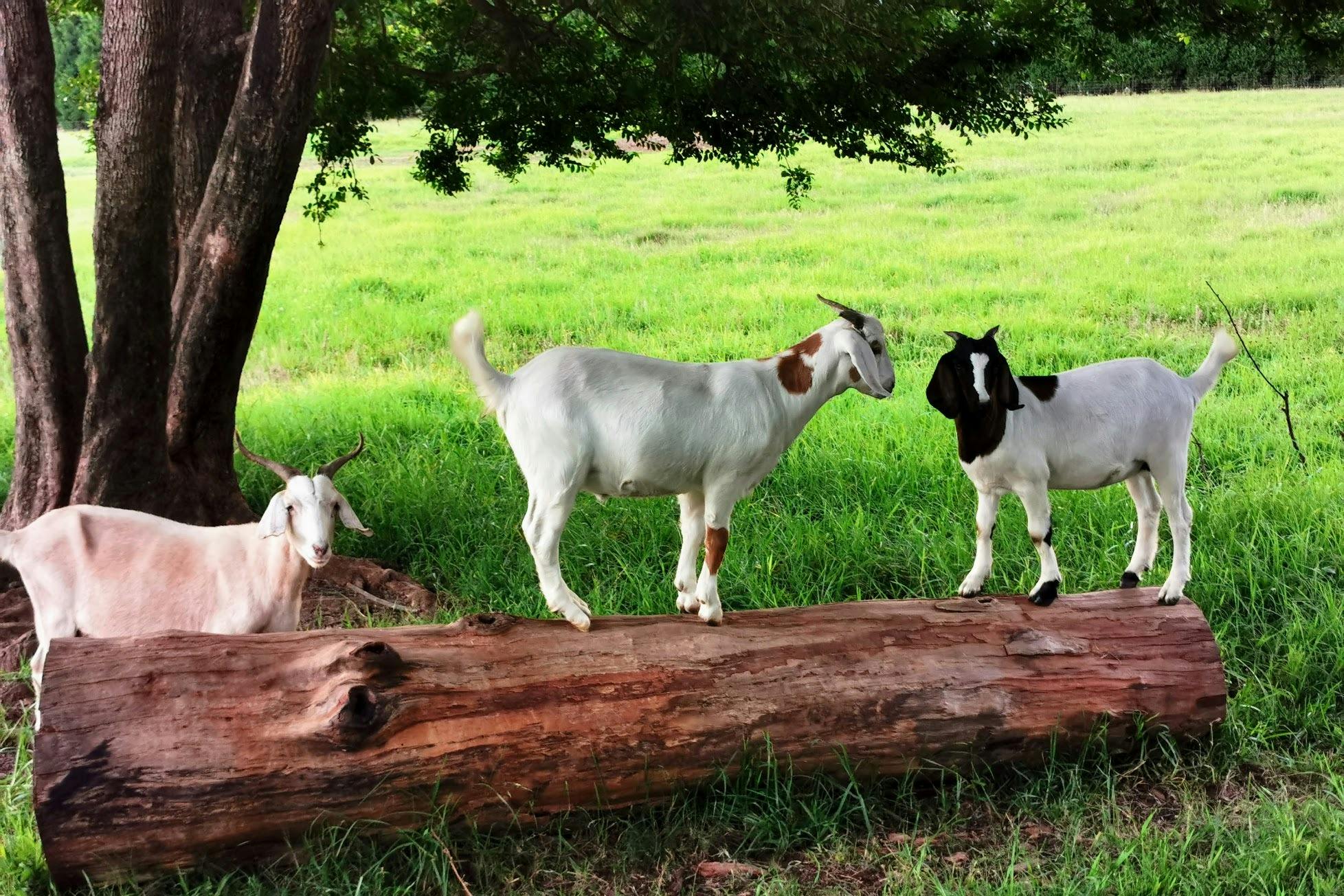 Friendly furry goats at Mangrove Mountain Farmstay rental holiday home in nature on Central Coast