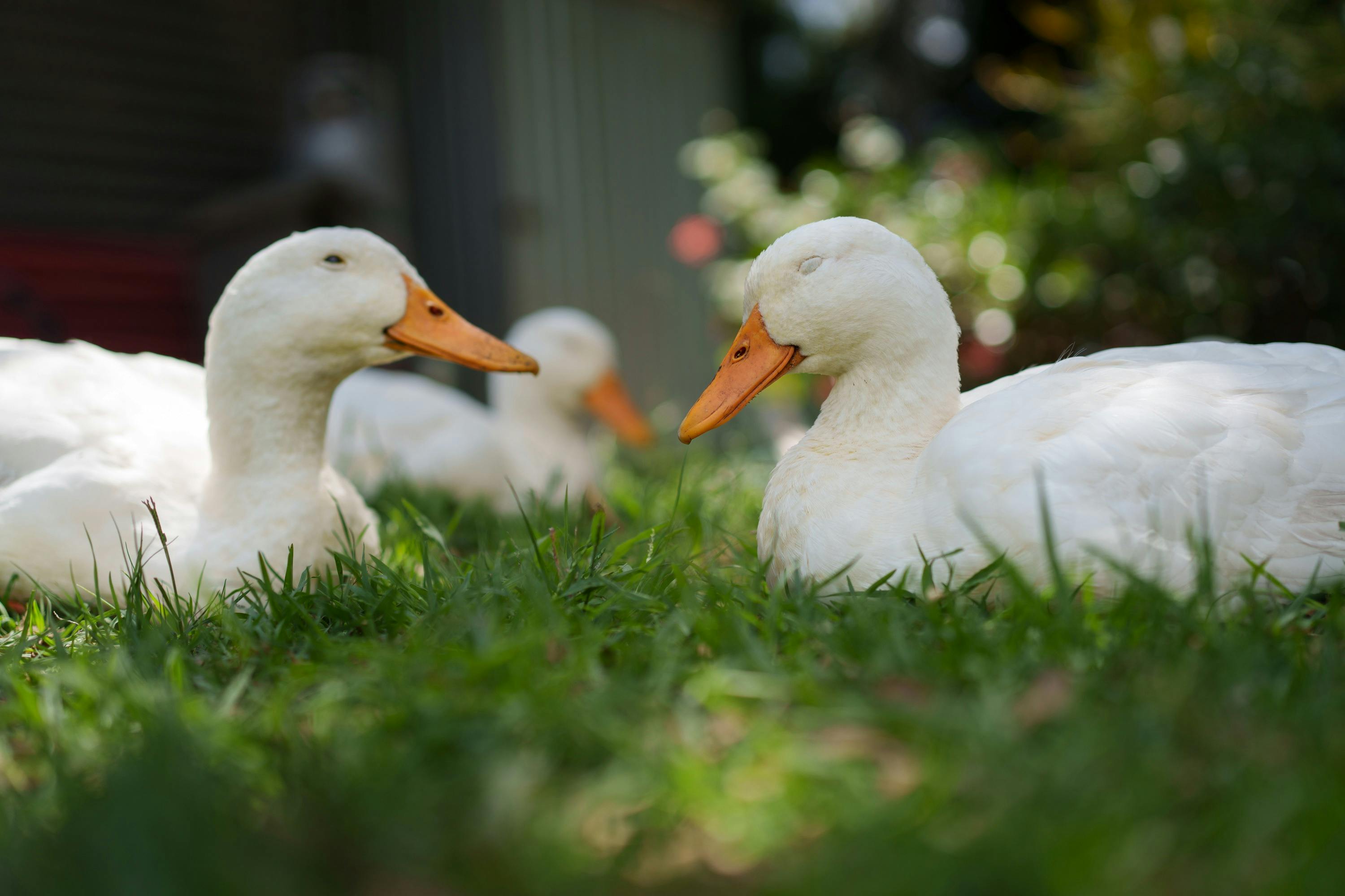 Ducks roam  Mangrove Mountain Farmstay rental holiday home surrounded by nature on the Central Coast