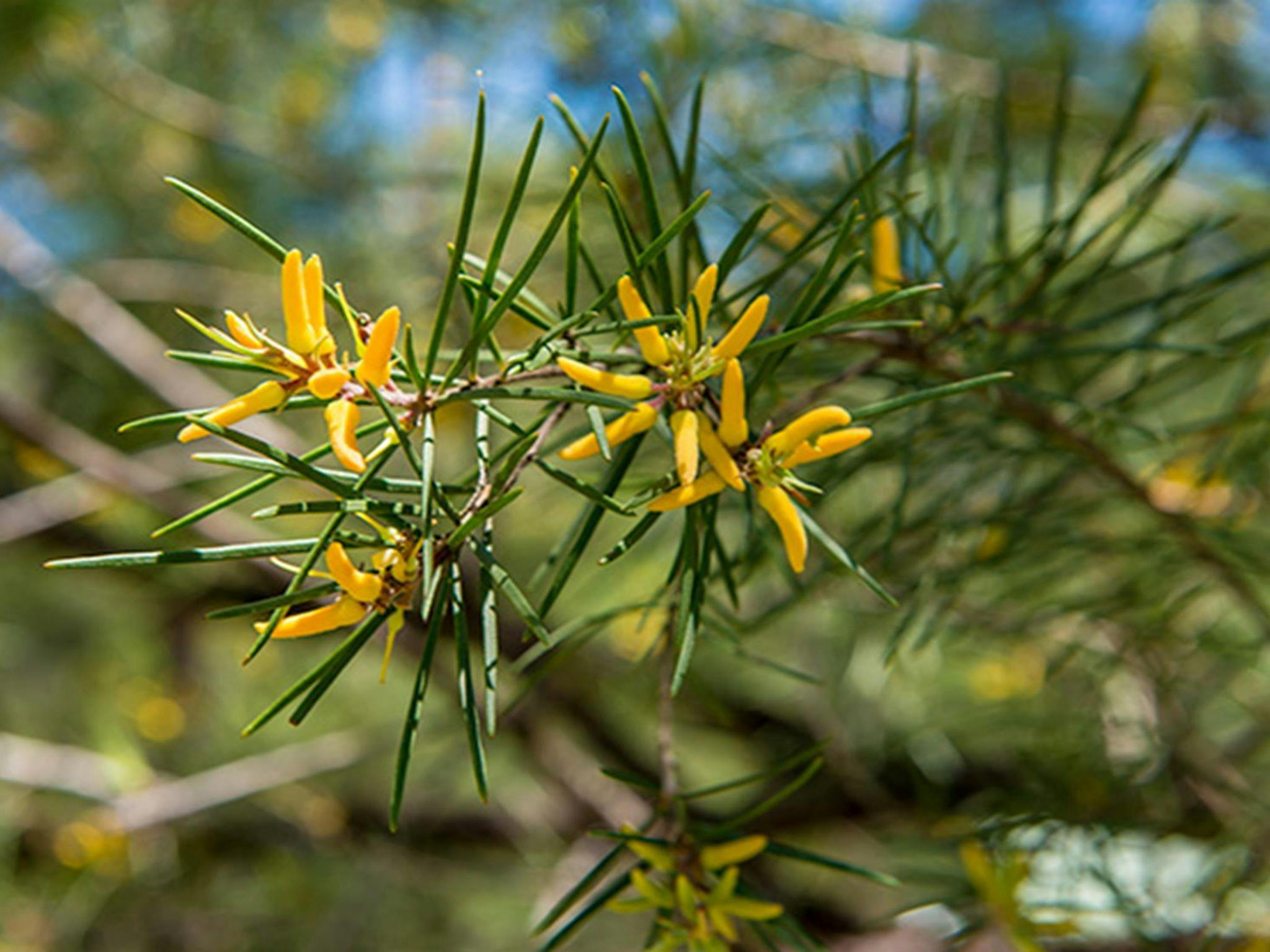 Wildflowers at Mogo campground, Yengo National Park. Photo: John Spencer &copy; DPIE