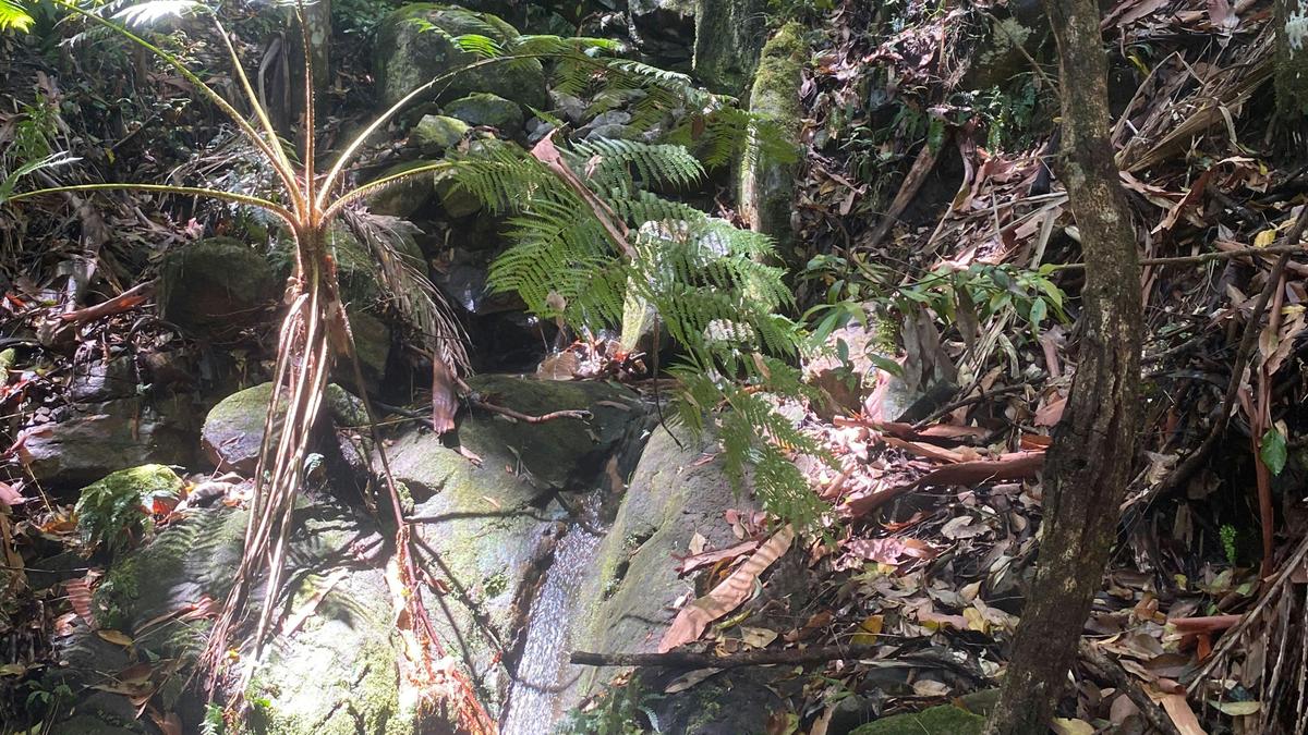Creek on property