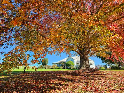 Oaktree Farmhouse