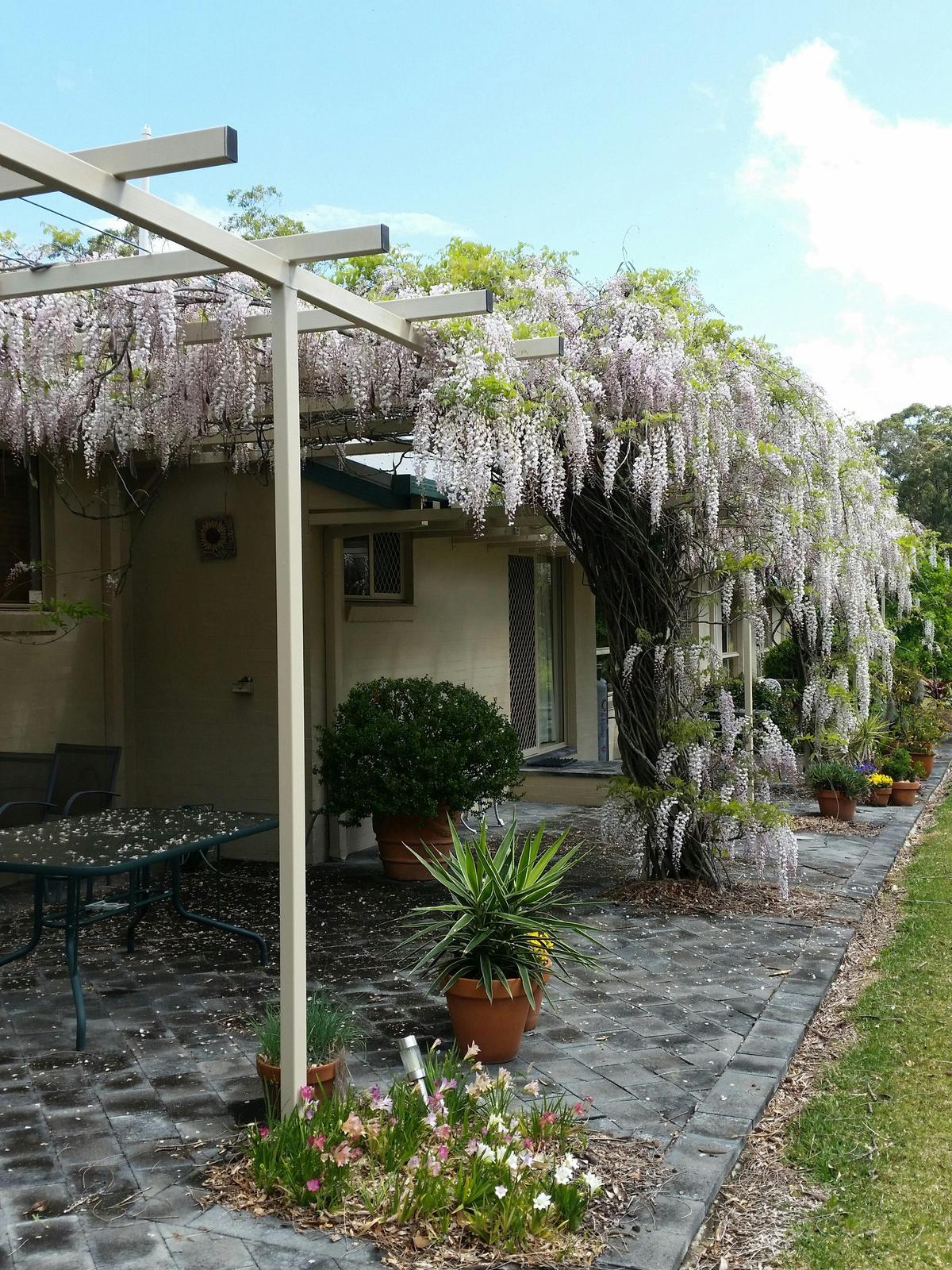 Enjoy breakfast outdoors under the wisteria covered pergola