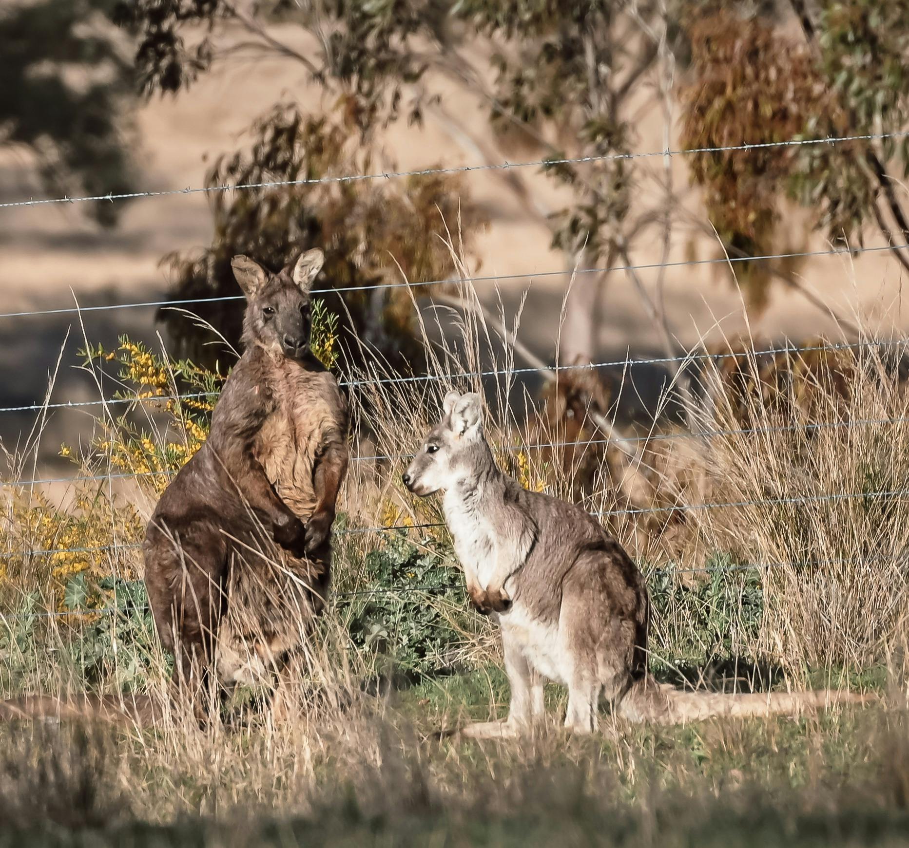Local wildlife at Myalla