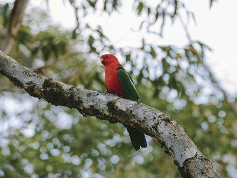 Pebbly Beach campground - Murramarang National Park