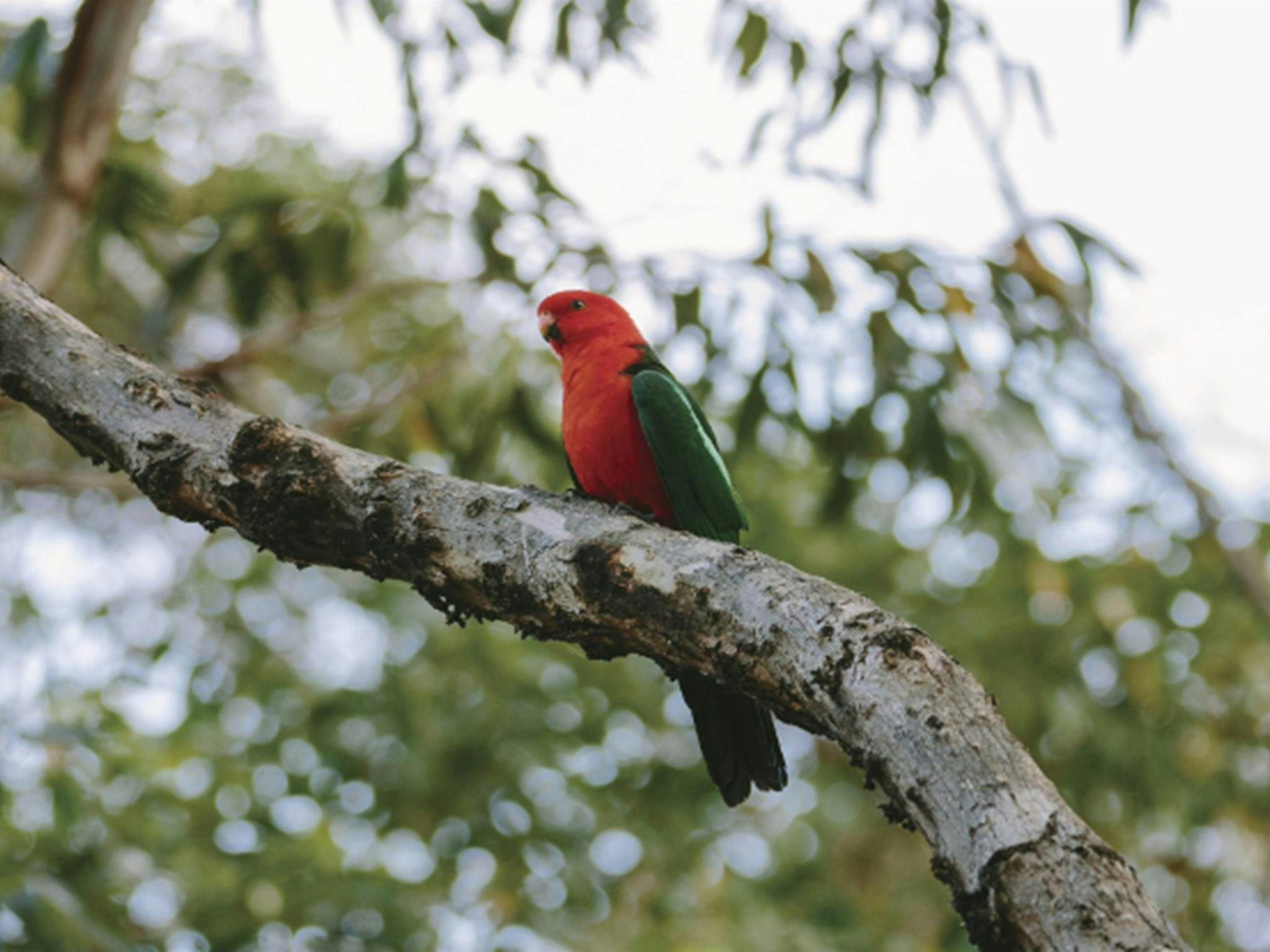 King parrot at Pebbly Beach in Murramarang National Park. Photo: David Finnegan/DPIE