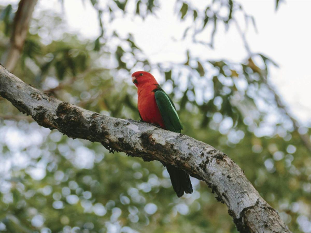 King parrot at Pebbly Beach in Murramarang National Park. Photo: David Finnegan/DPIE