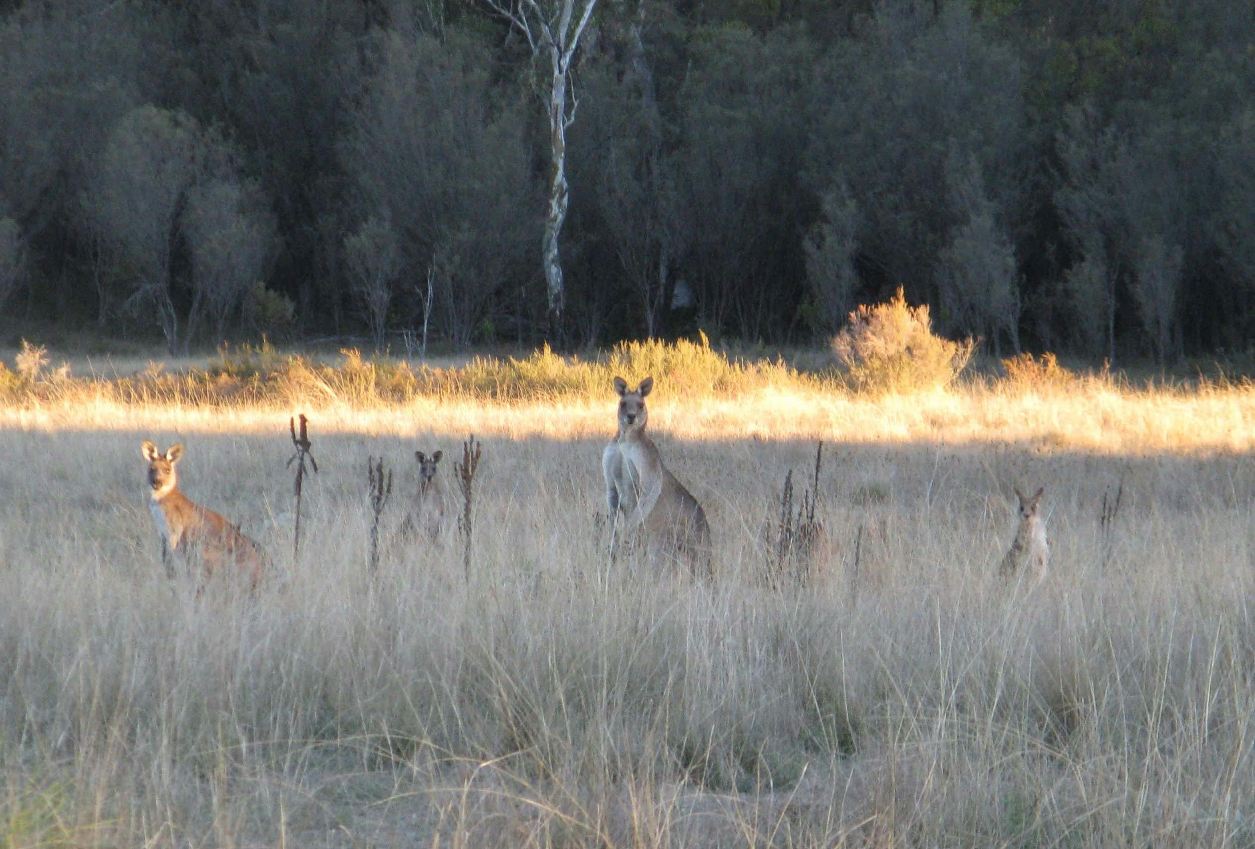 Milani kangaroos are friendly