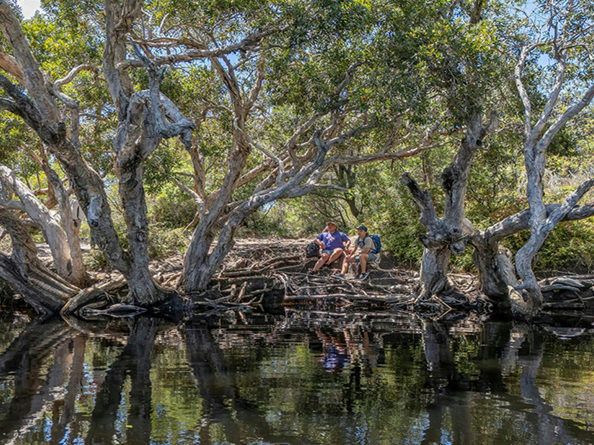 Tree reflections in the creek along Jerusalem Creek walk. Credit: John Spencer &copy; DCCEEW