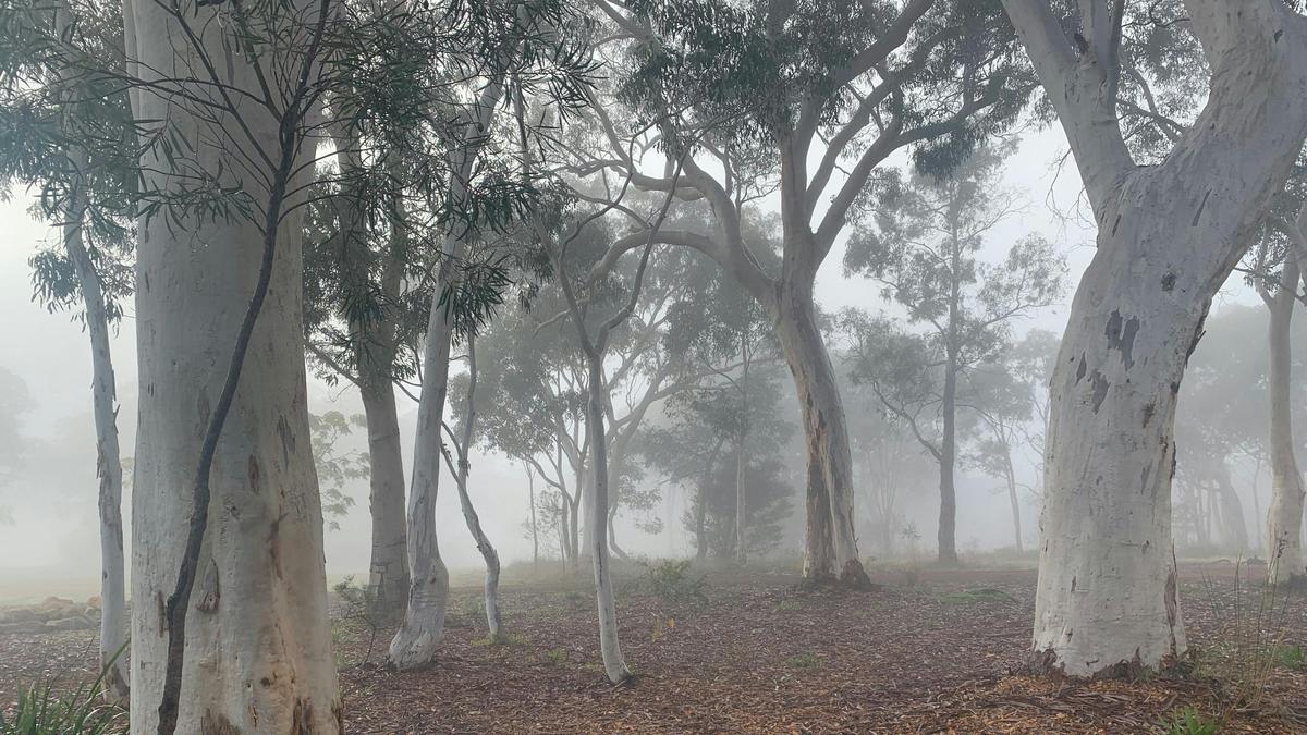 Noonameena - Sleep in the Bush