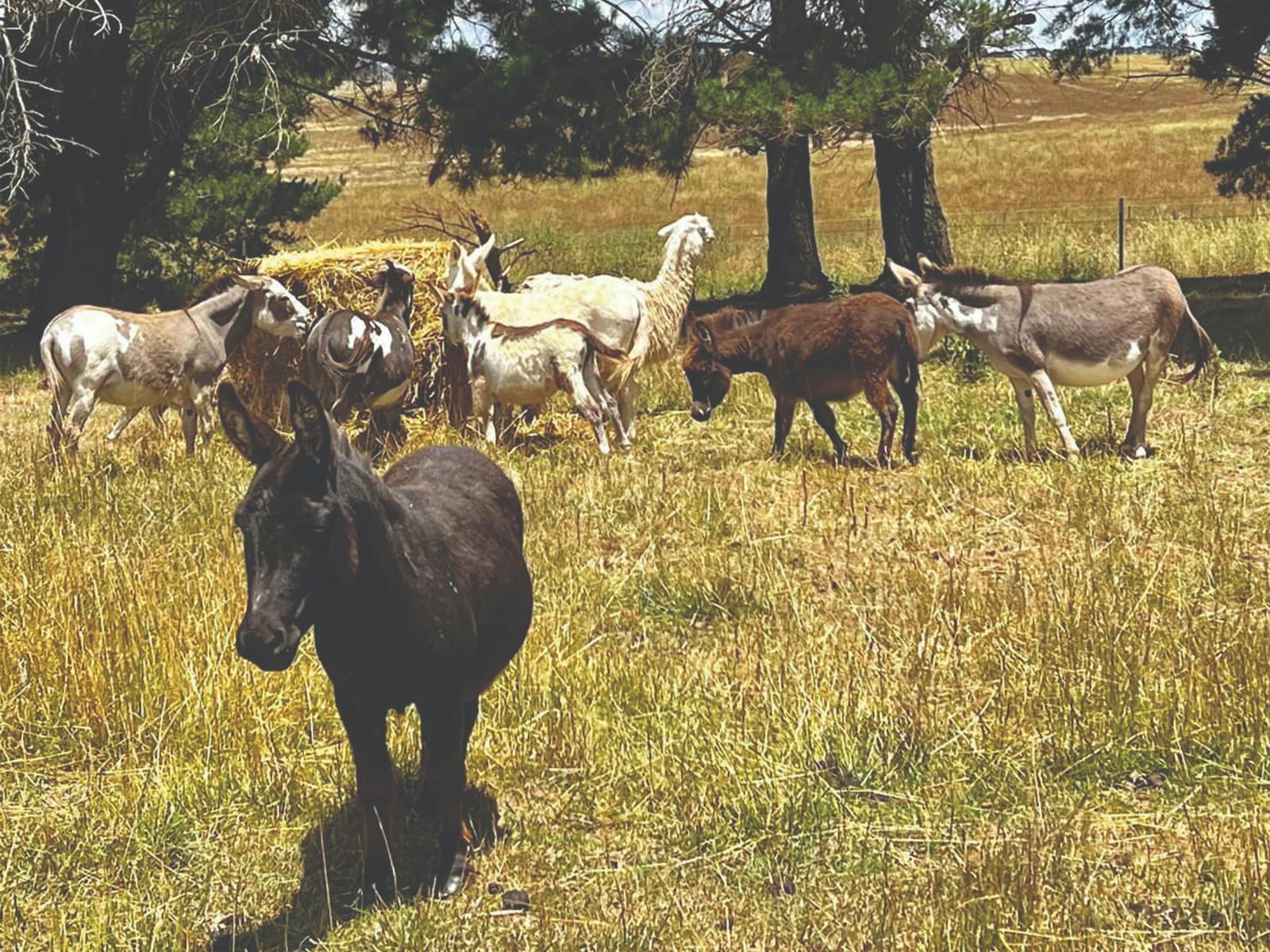 Old Caloola School House