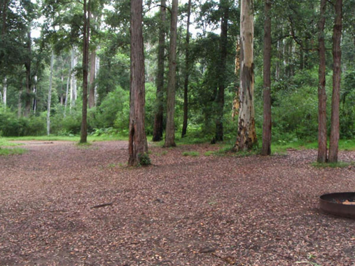 Murphys Glen campground, Blue Mountains National Park. Photo: Arthur Henry/NSW Government