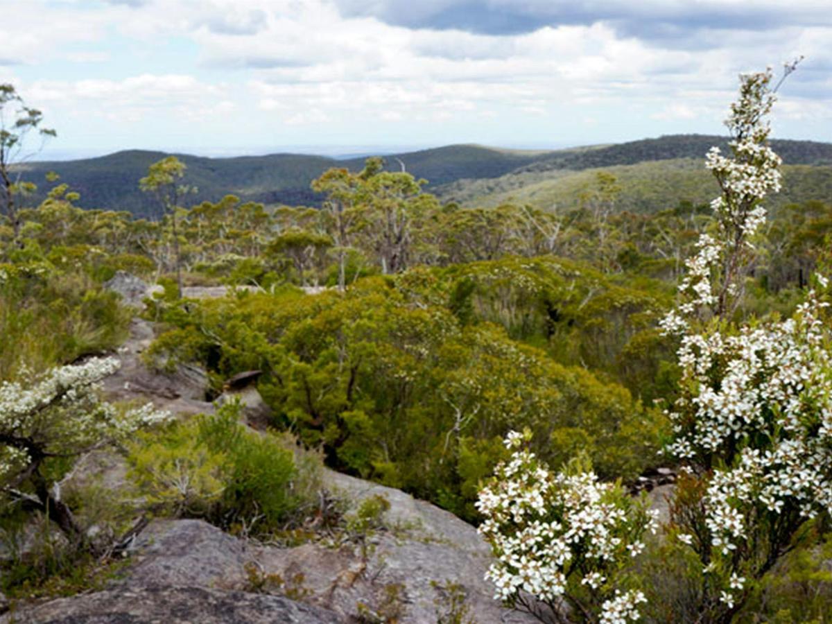 Murphys Glen campground, Blue Mountains National Park. Photo: Steve Alton/NSW Government