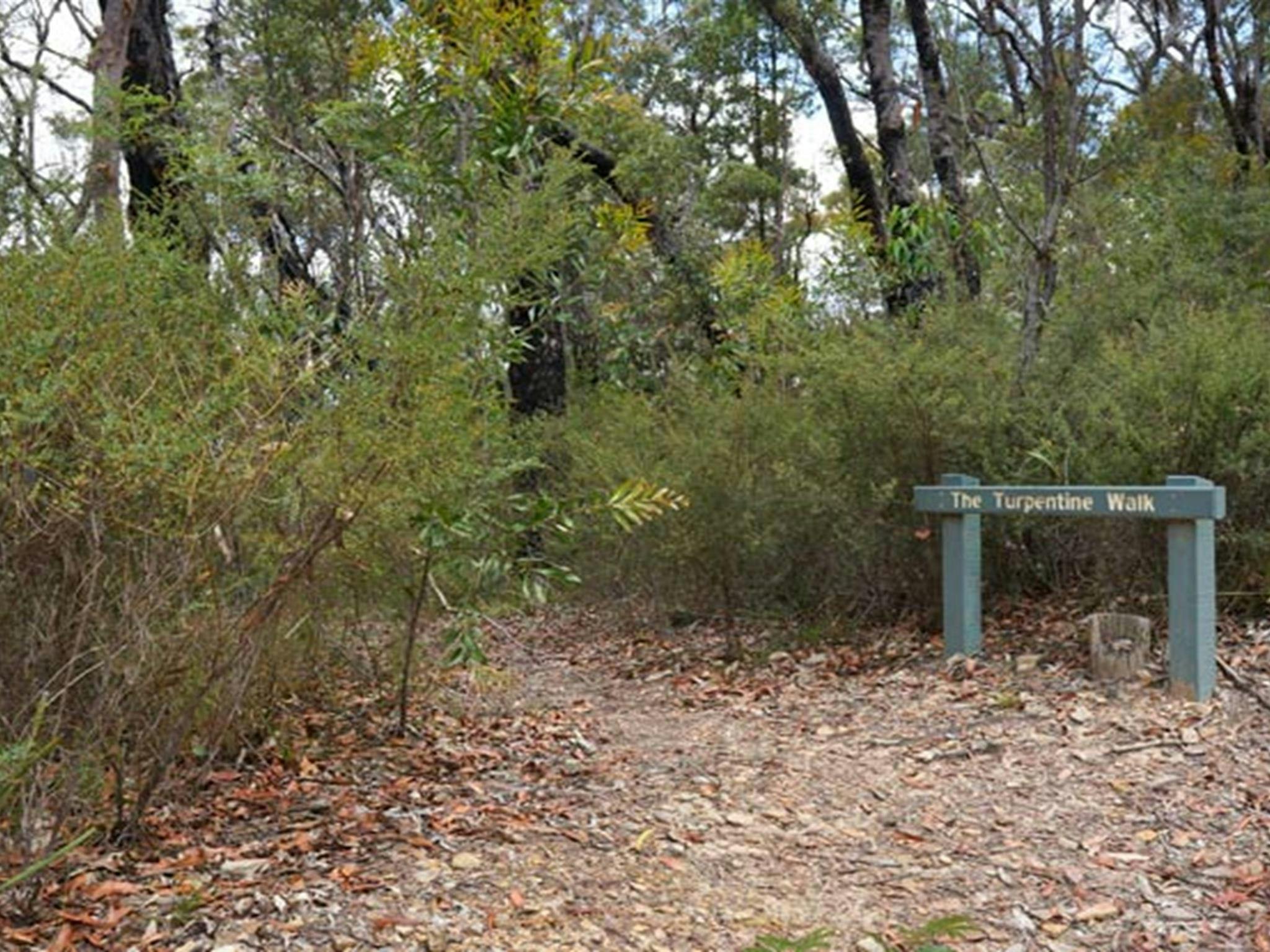 Turpentine Walk near Murphys Glen campground, Blue Mountains National Park. Photo: Steve Alton/NSW