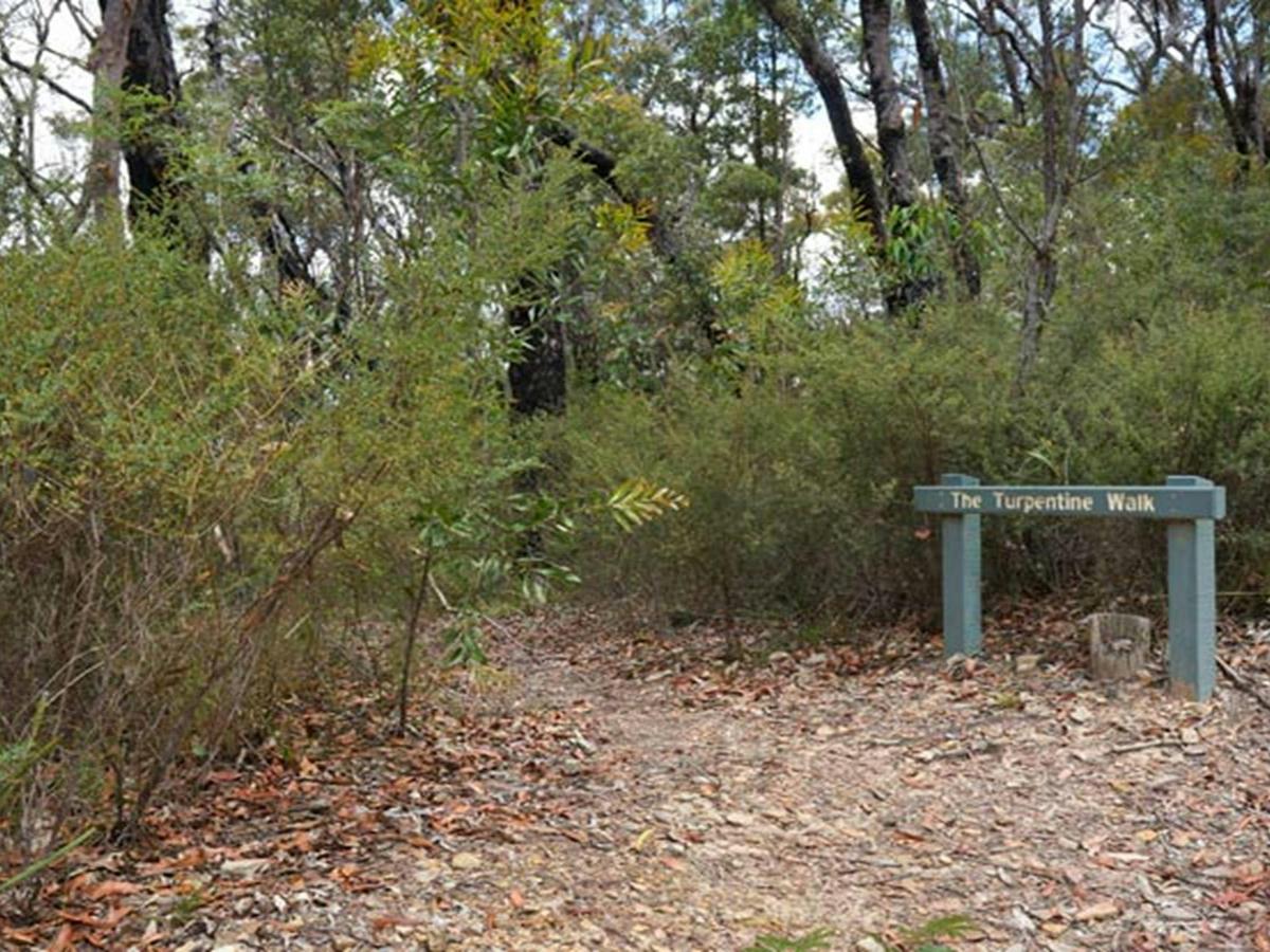 Turpentine Walk near Murphys Glen campground, Blue Mountains National Park. Photo: Steve Alton/NSW