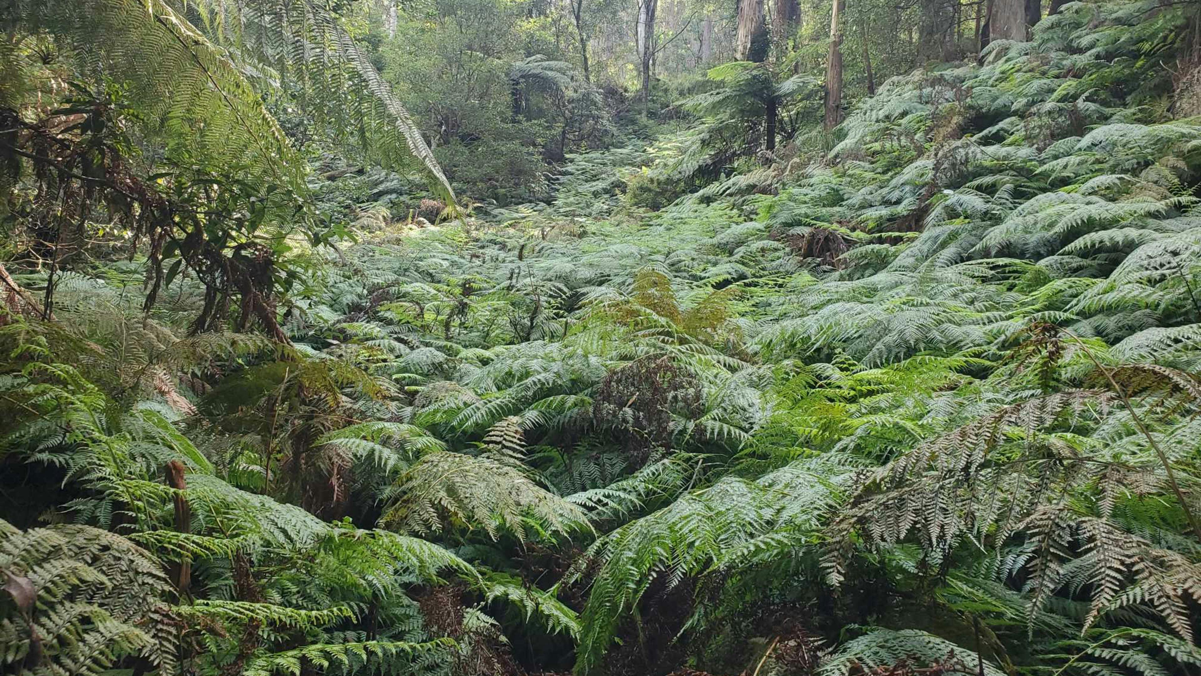 Murrumbooee ~ Waterfall Paradise!