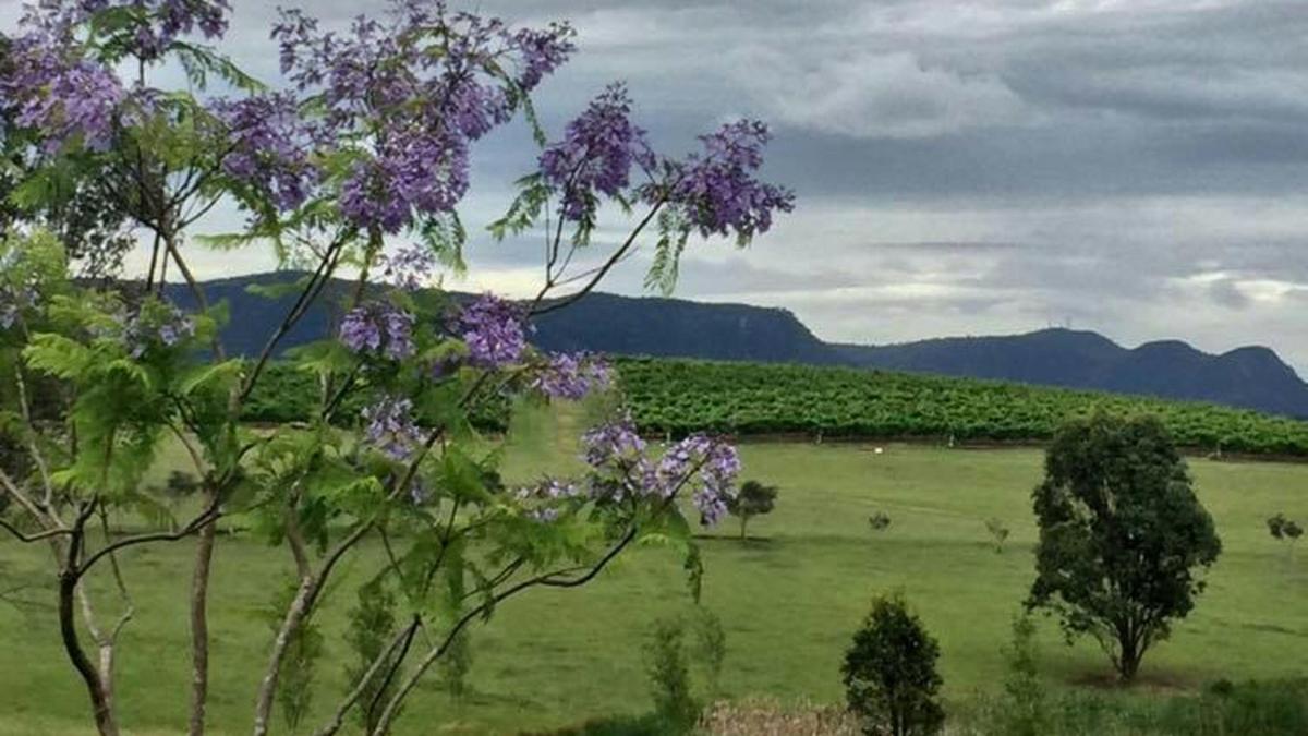 Mira Wines