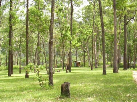 Nymboida River campground, Nymboida National Park. Photo: D Redman/NSW Government