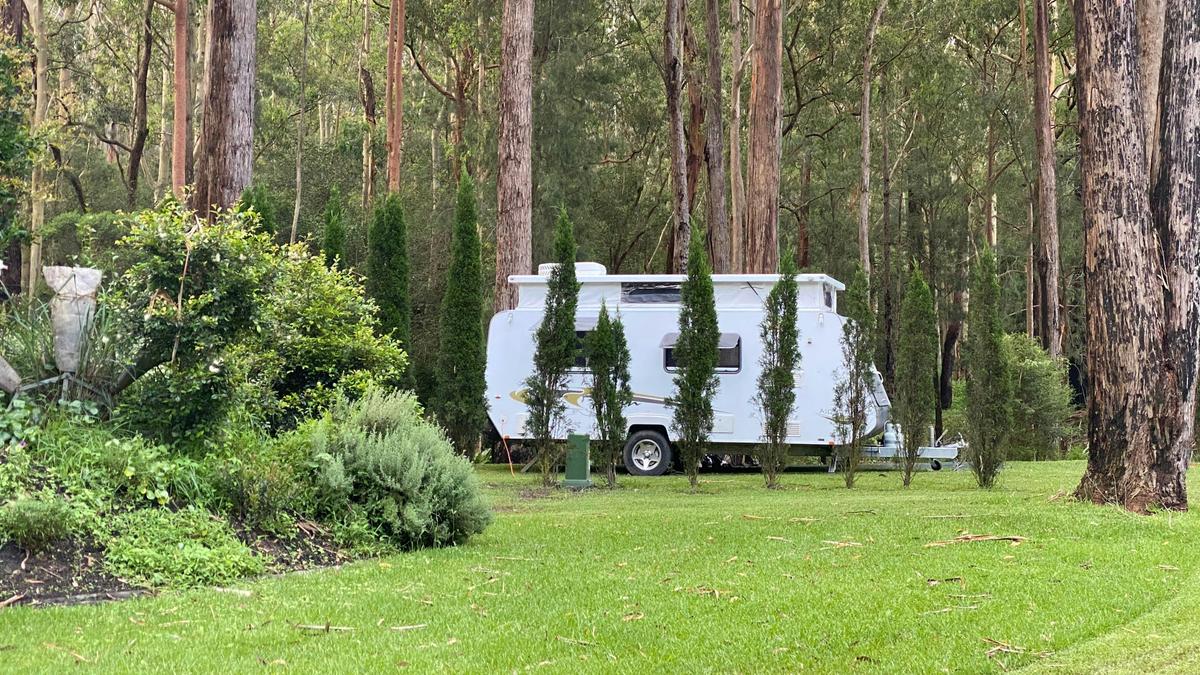 Mist in the Gum Trees
