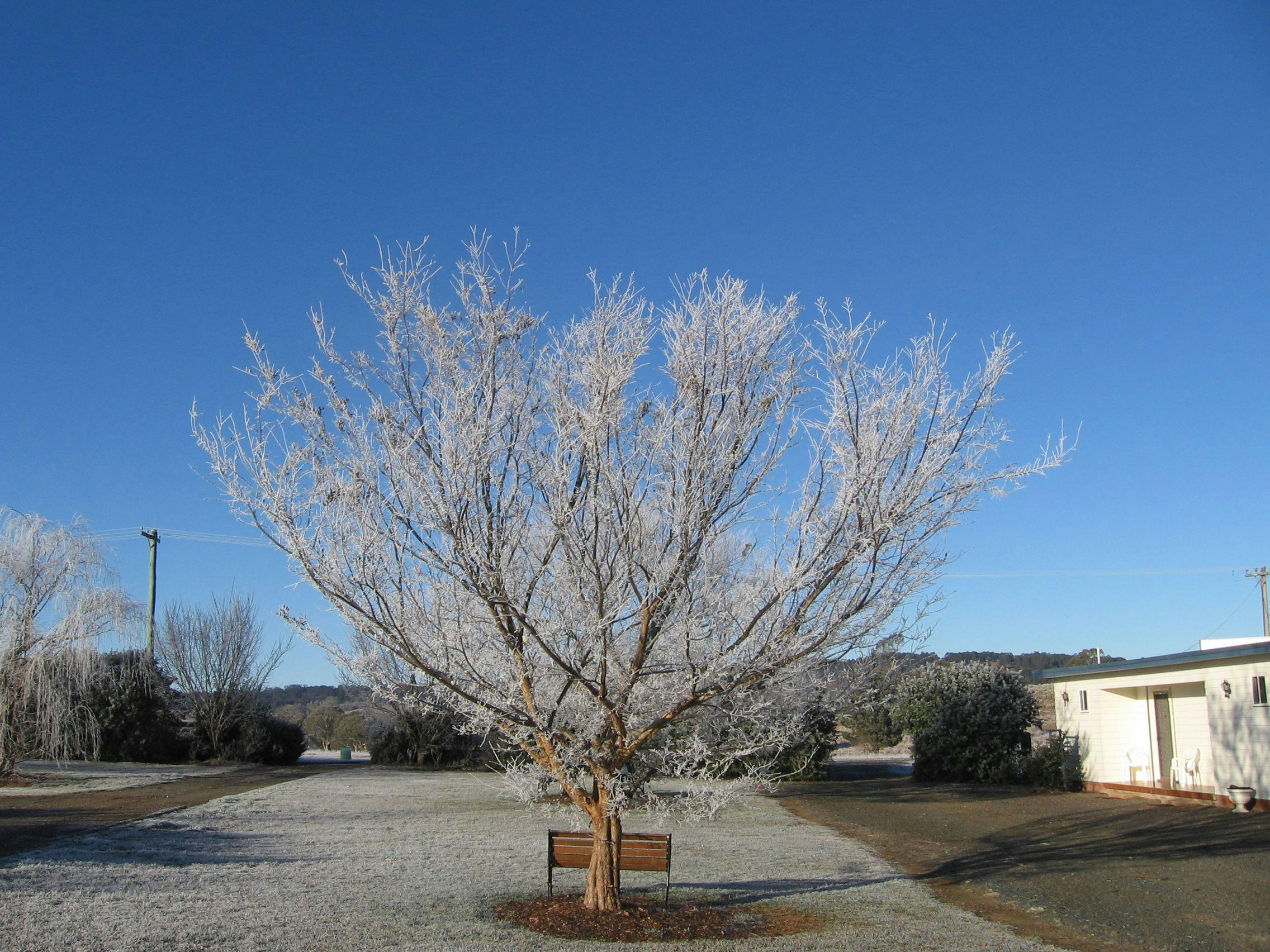Winter - Frozen Tree Nowendoc Country Motel
