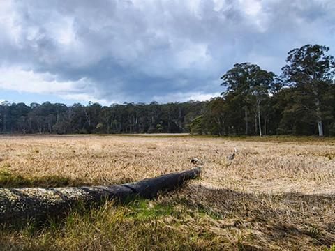 New Country Swamp campground