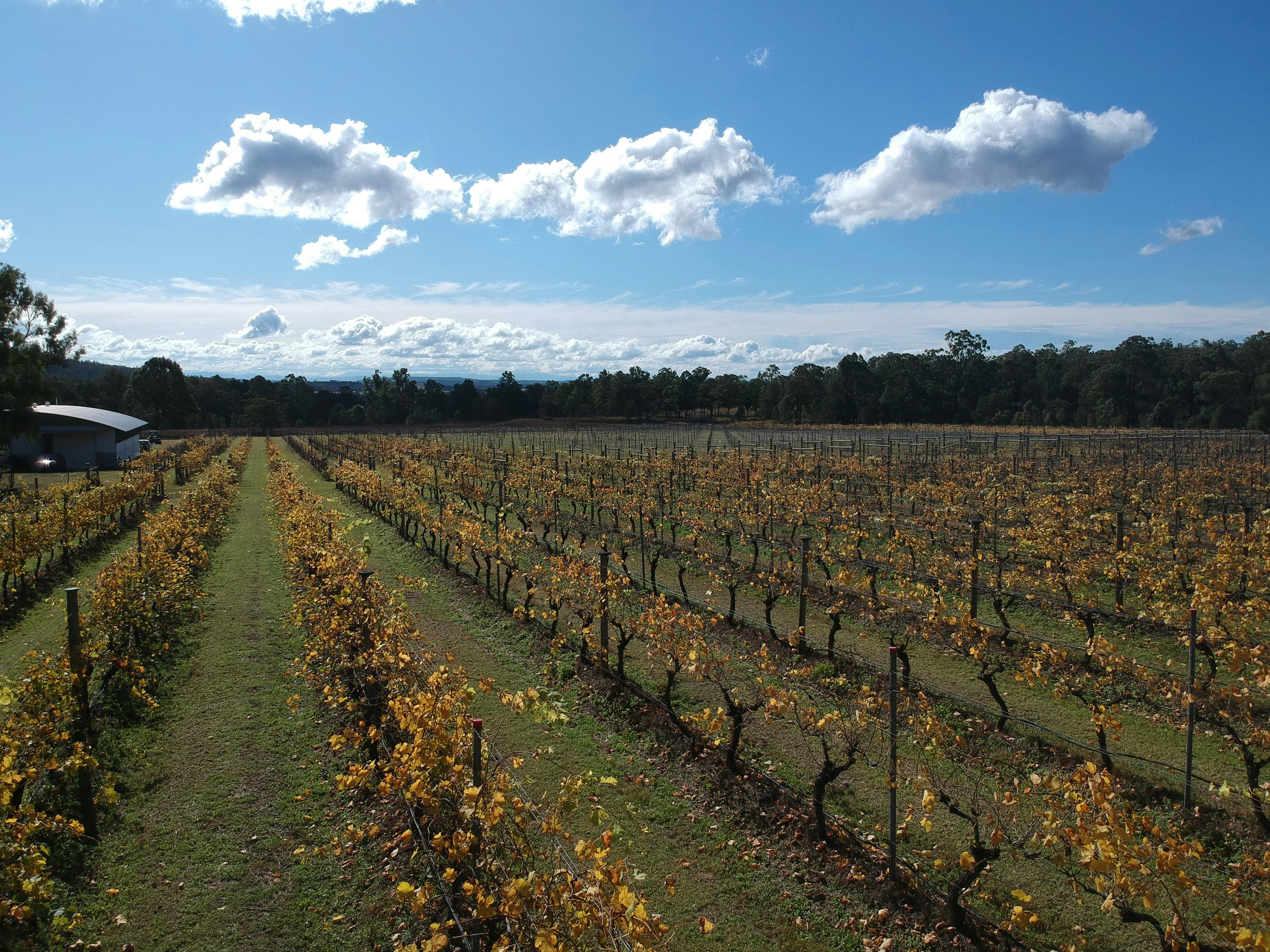 The vines at Milbrodale Farm