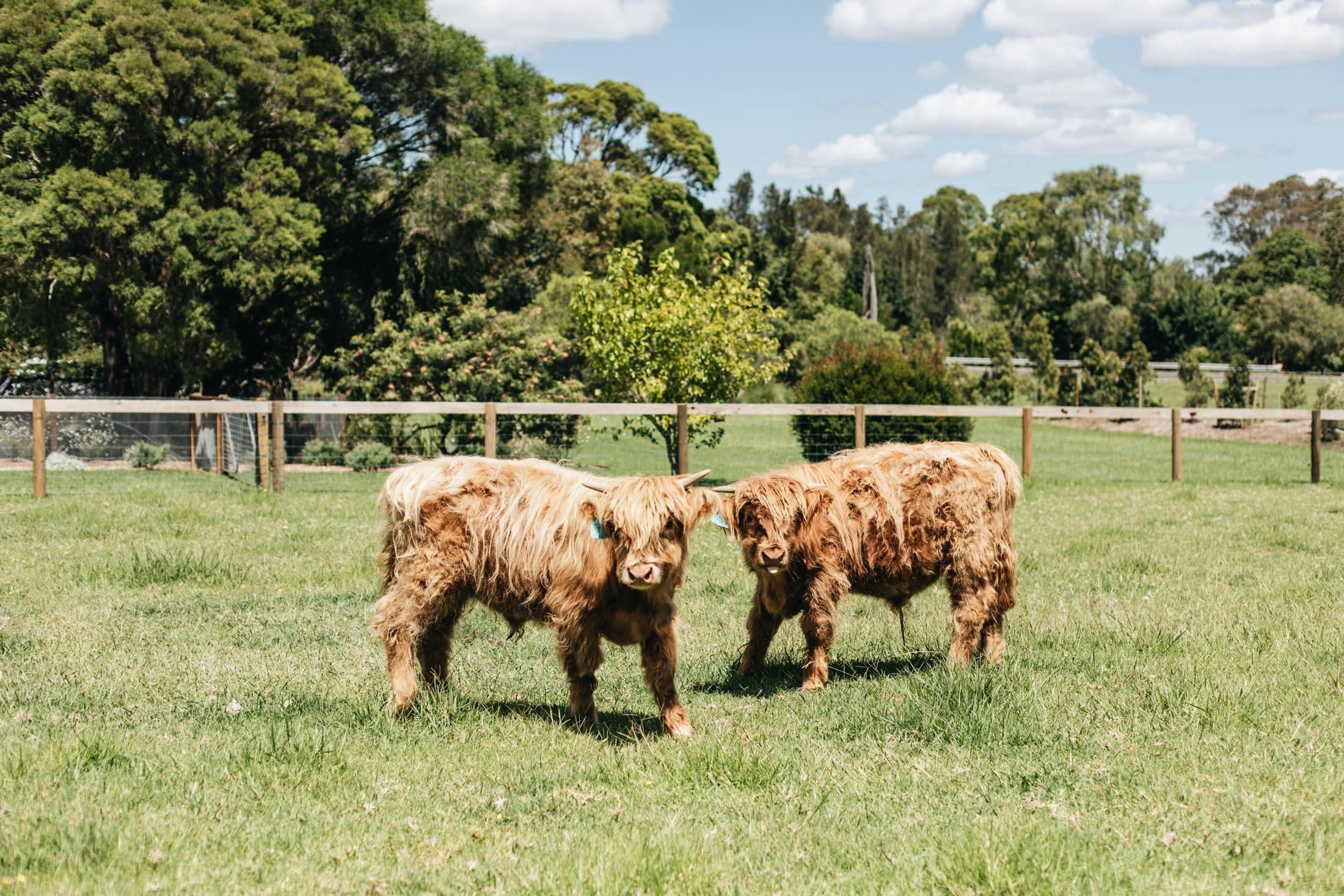 Moraea Farm Berry - Highland Cows