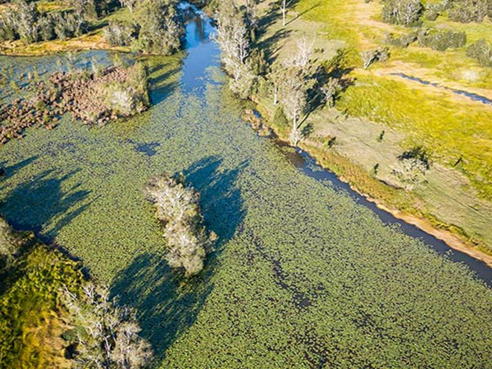 Aerial view of creek in Everlasting Swamp National Park. Photo: John Spencer/OEH