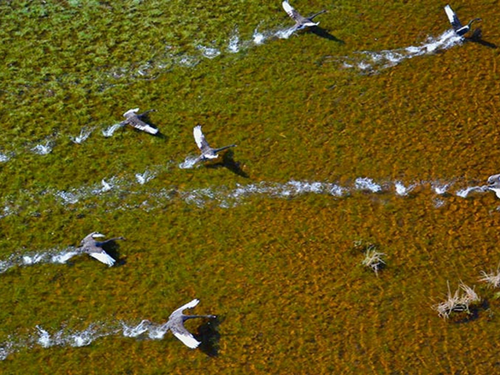 Birds flying over Everlasting Swamp wetland after rain. Photo: L Orel/OEH