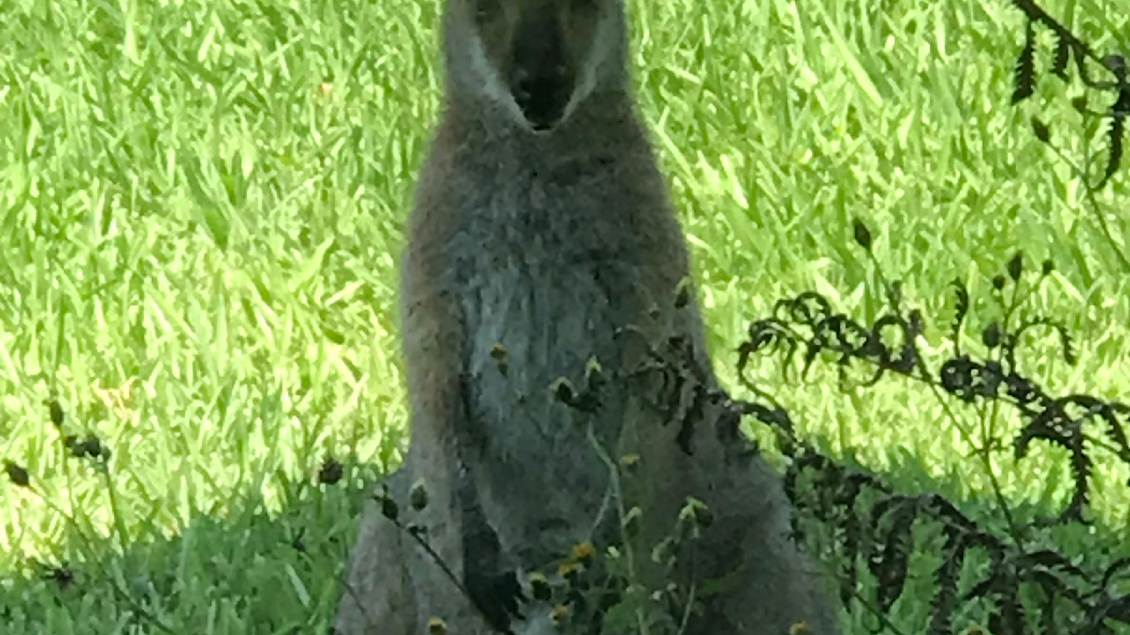 Nimbin Rocks Camping