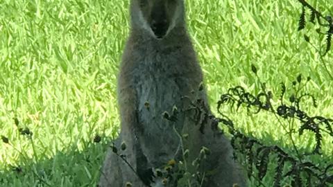 Nimbin Rocks Camping