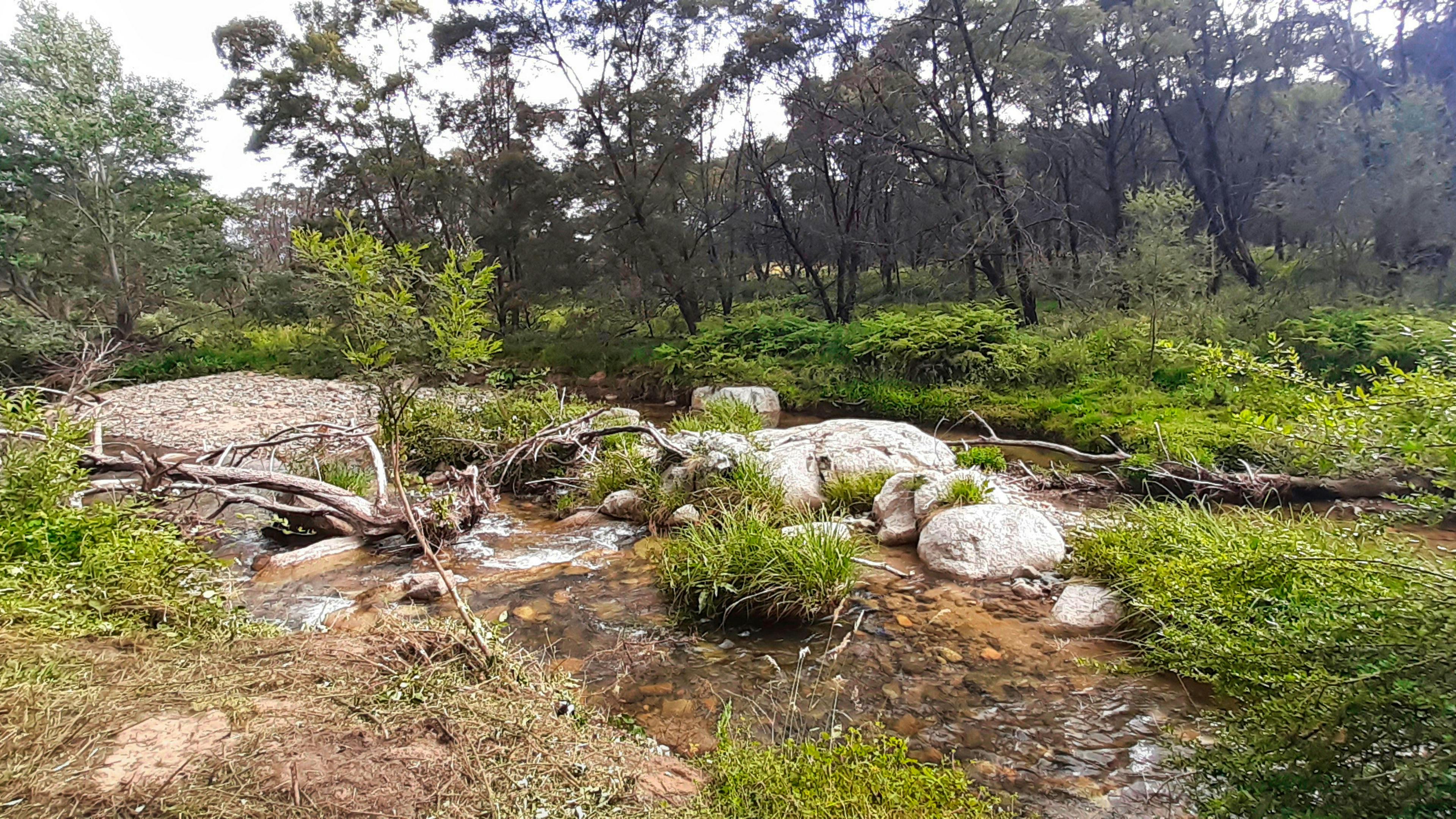 Misty Mountain Wildlife Refuge