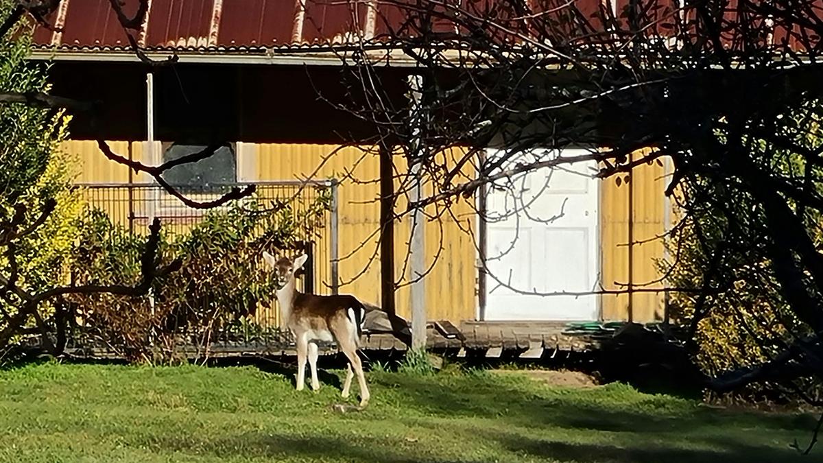 Oakleigh Farm Stay