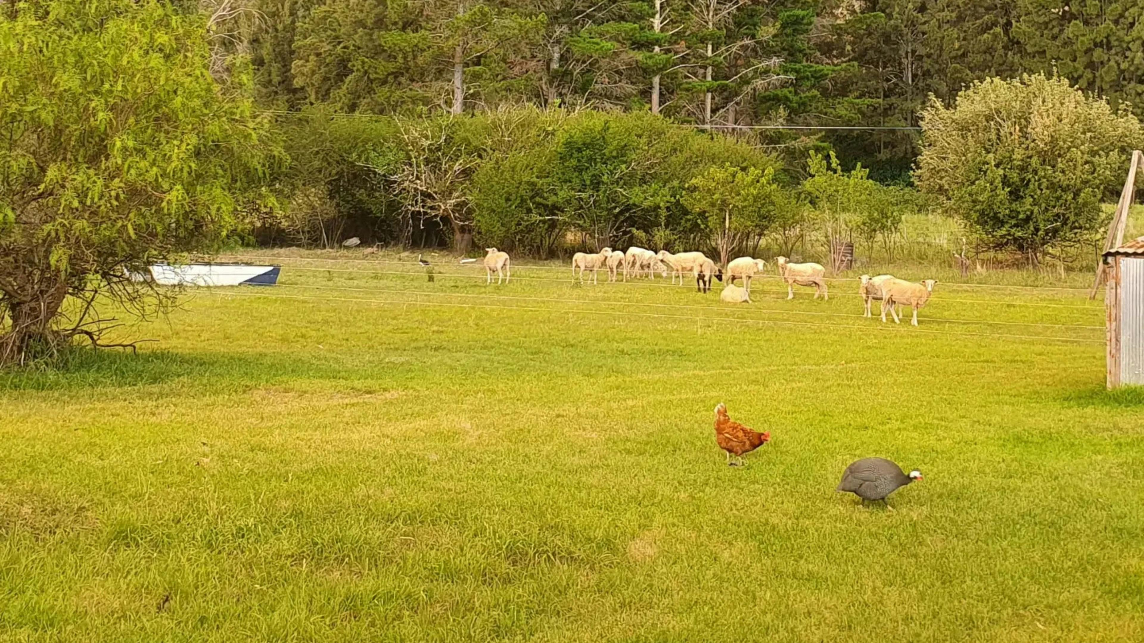 The large Grassy area where you can camp.