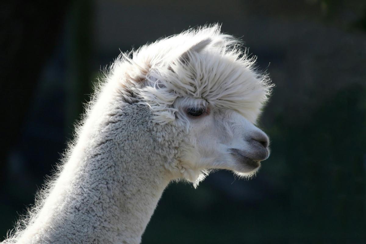 Alpacas