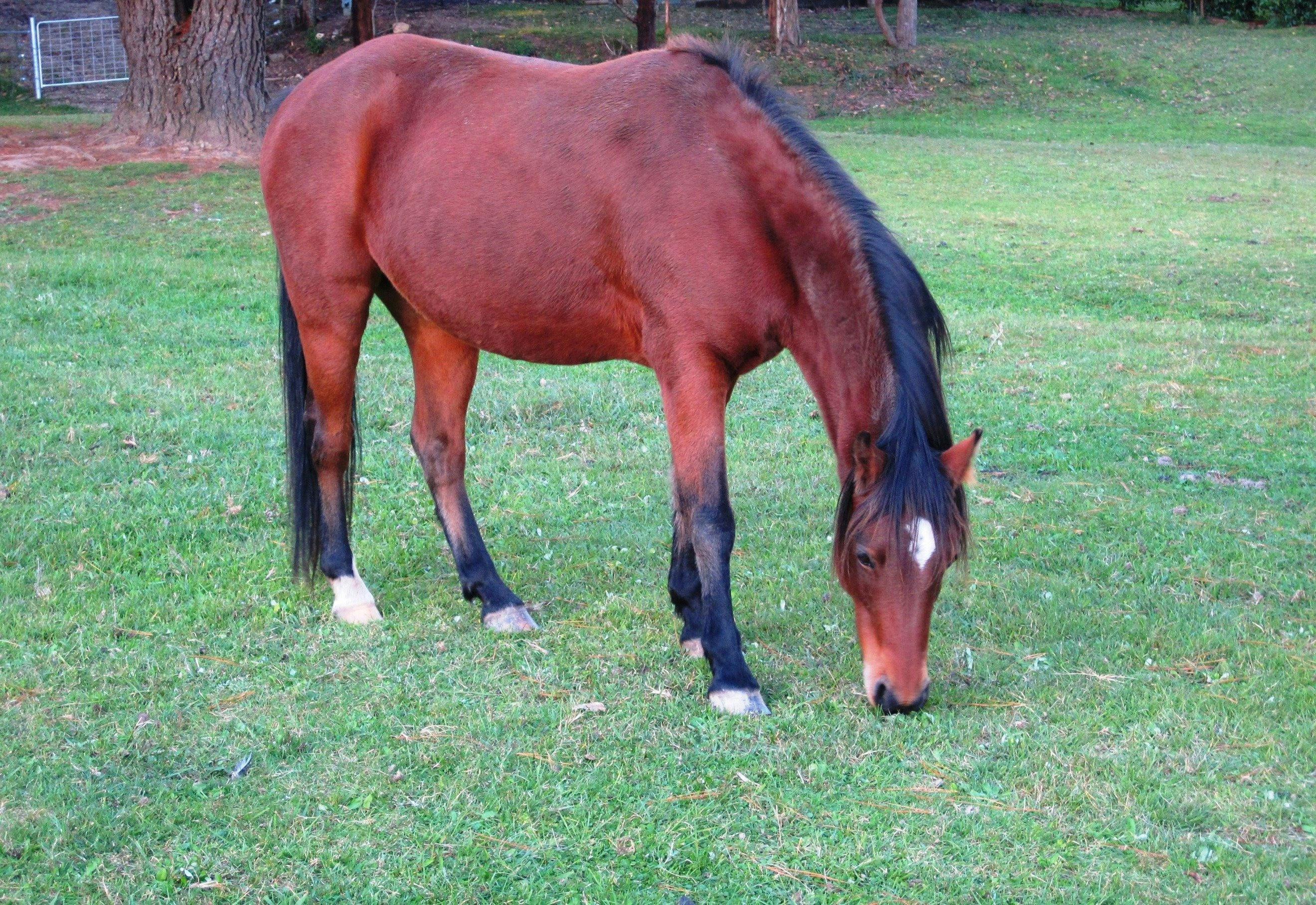 Farm Stay delights - TJ the pony at Morvern