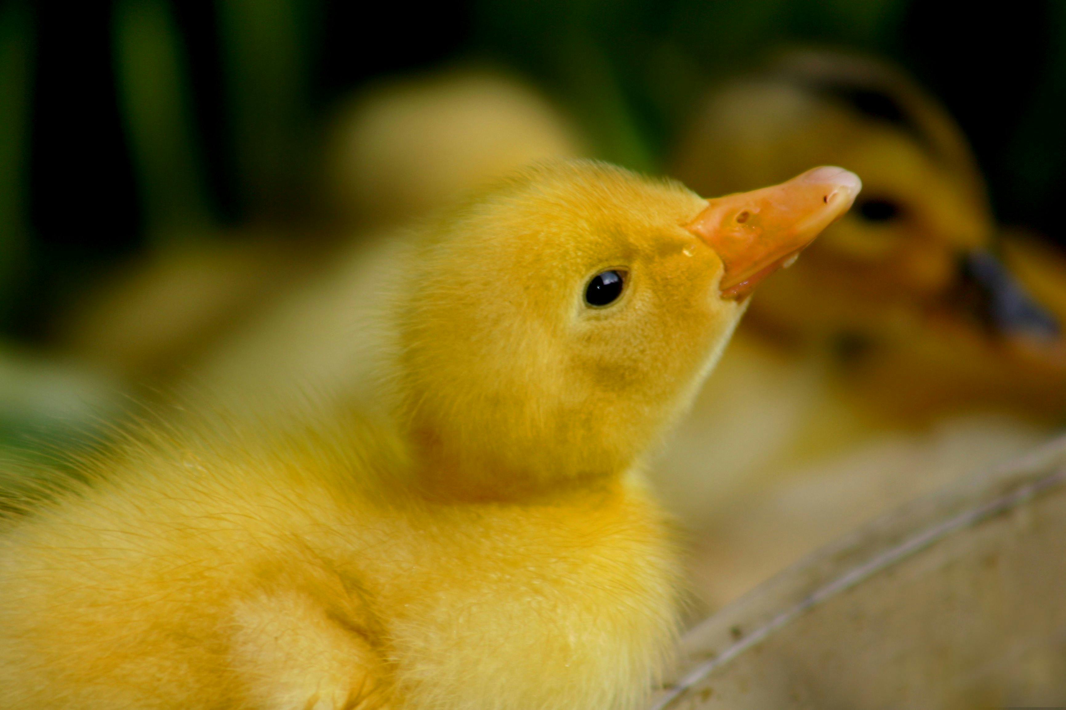 Ducklings born every Spring at Morvern Valley