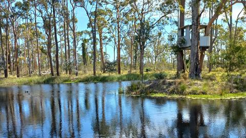 Peaceful Pond