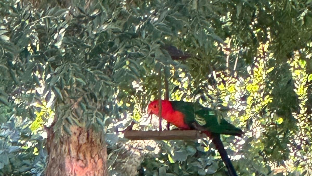 Natures Calling