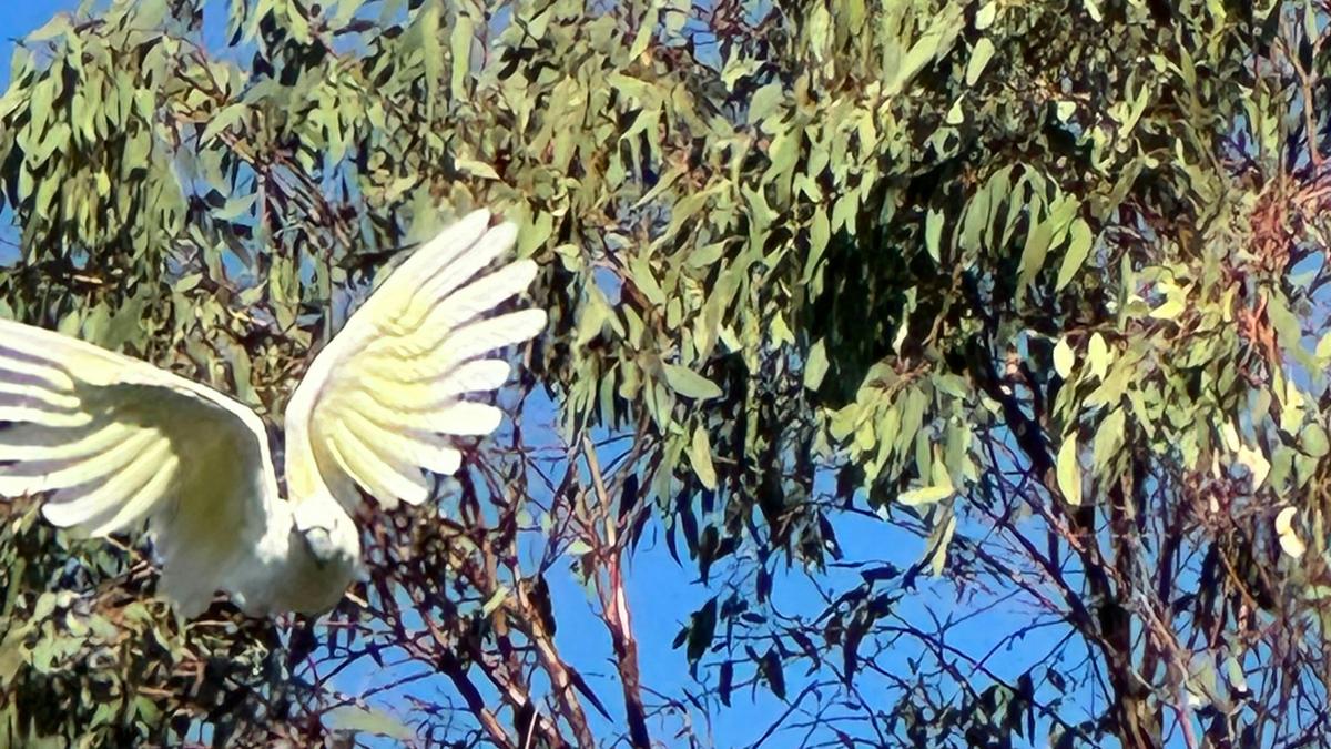 Natures Calling