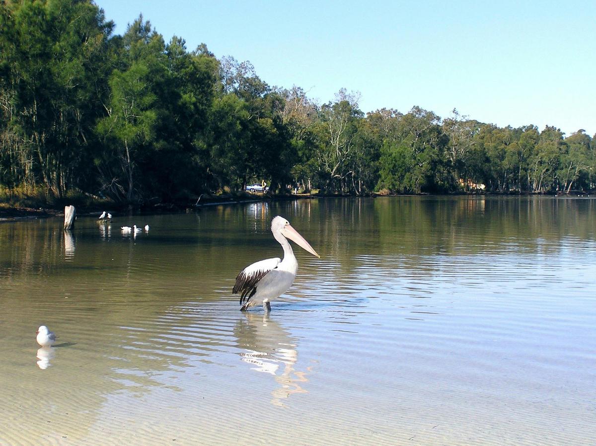 The clear water and some of the wildlife of the saltwater lake.