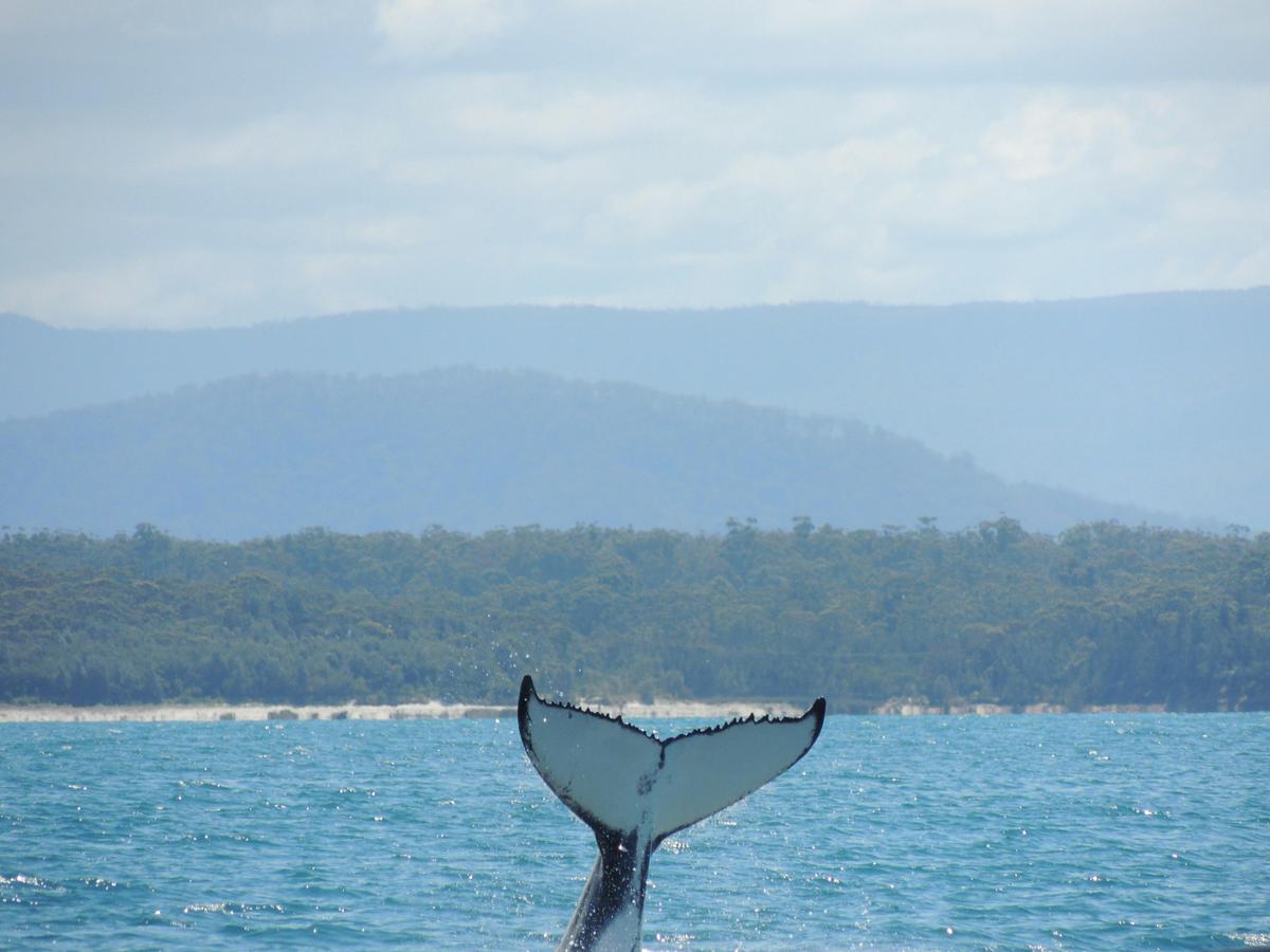 Whales and dolphins are plentiful in nearby Jervis Bay
