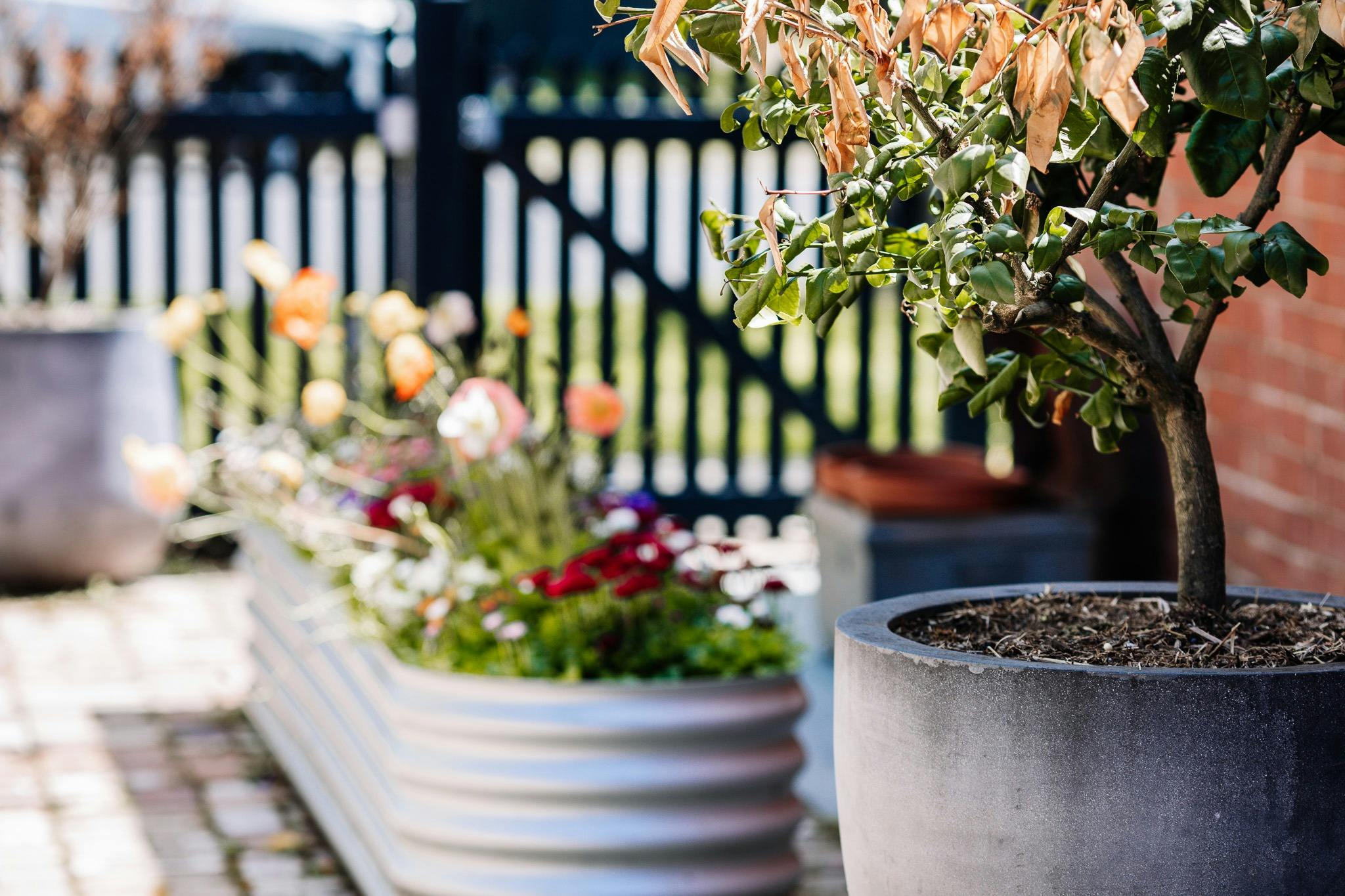 Olive Cottage on Rankin