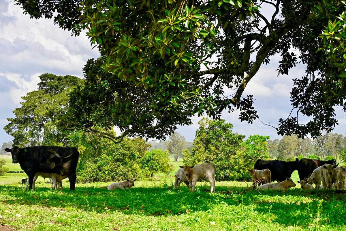 Old Duninald Grazing Cattle