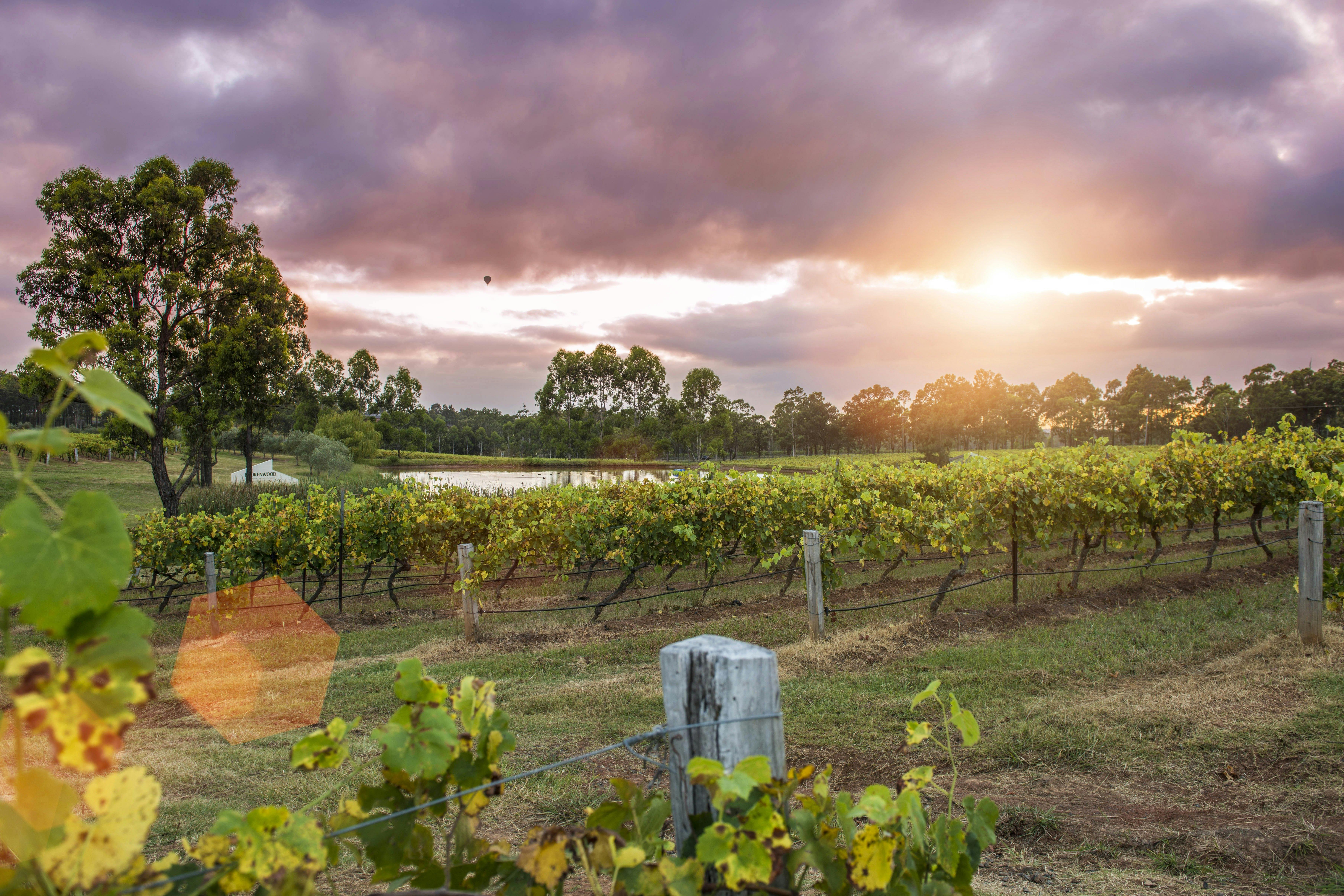 CYP vineyard at dusk