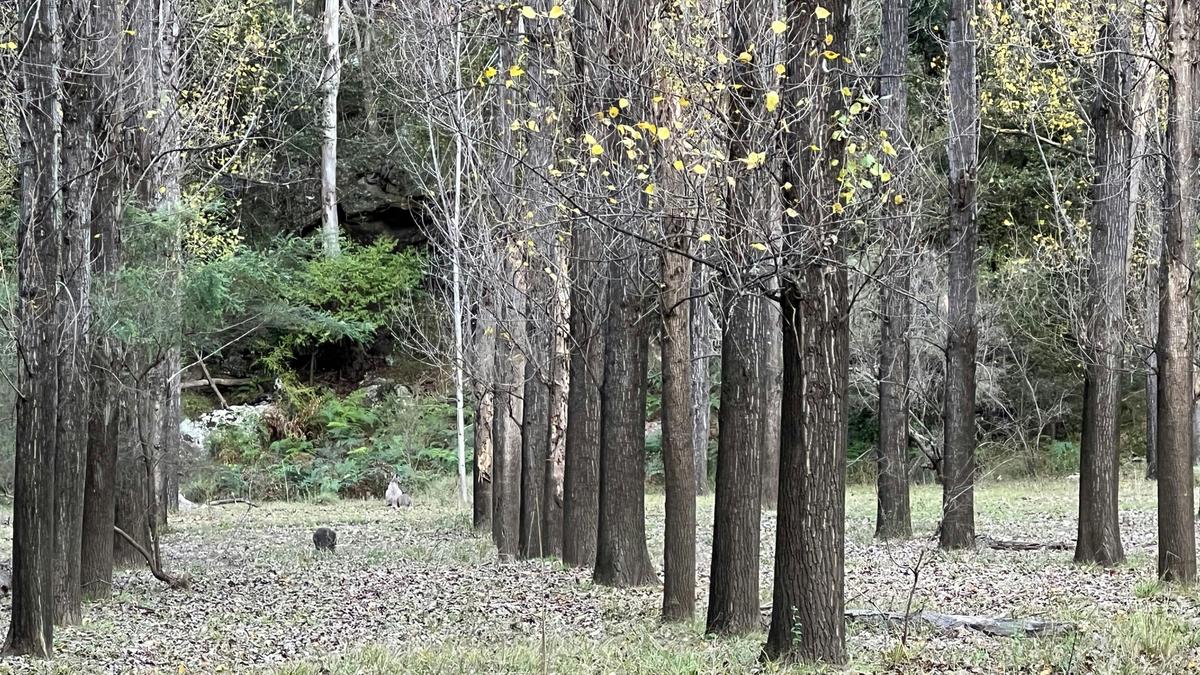 Poplars at Rosemont Estate