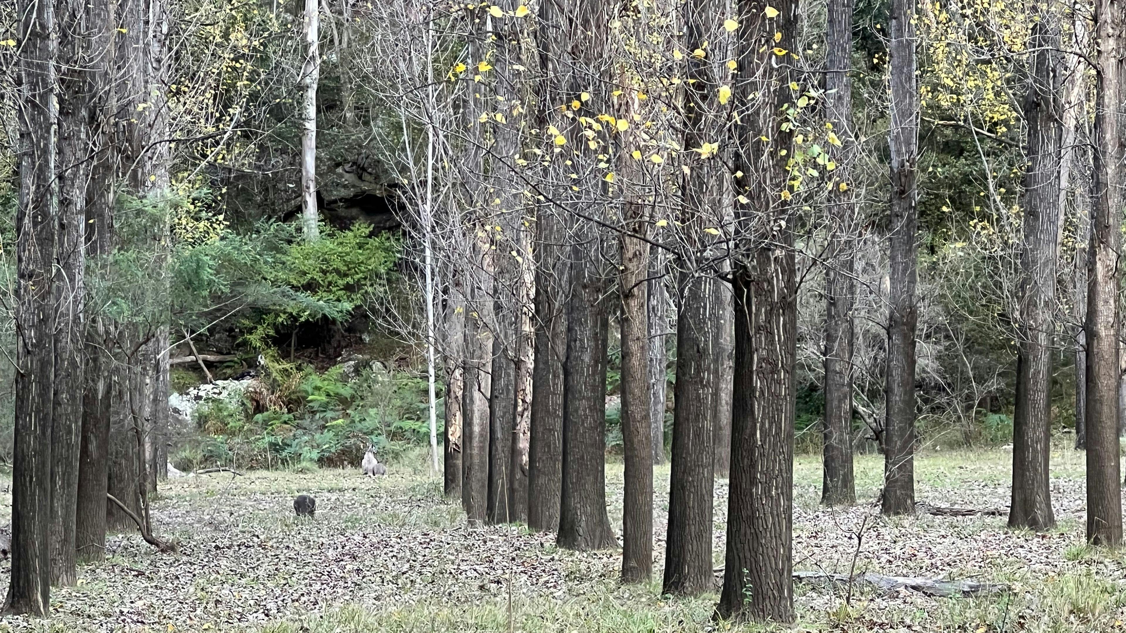 Poplars at Rosemont Estate